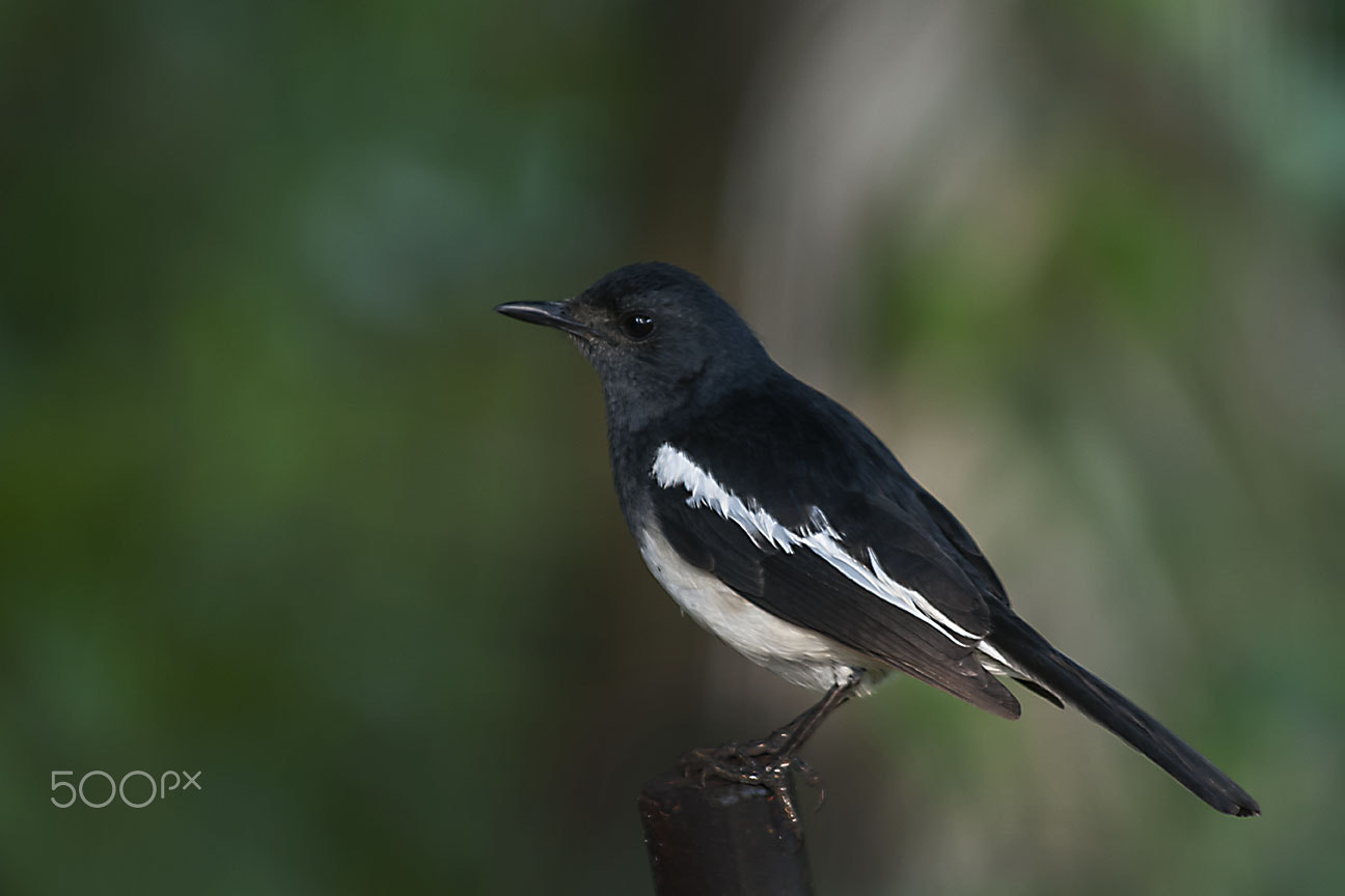 Nikon D80 sample photo. Oriental magpie-robin photography