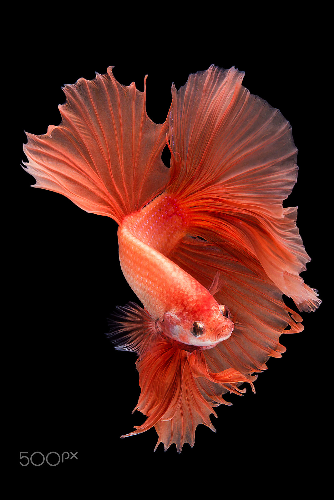 Nikon AF-S Micro-Nikkor 60mm F2.8G ED sample photo. Halfmoon betta fish photography