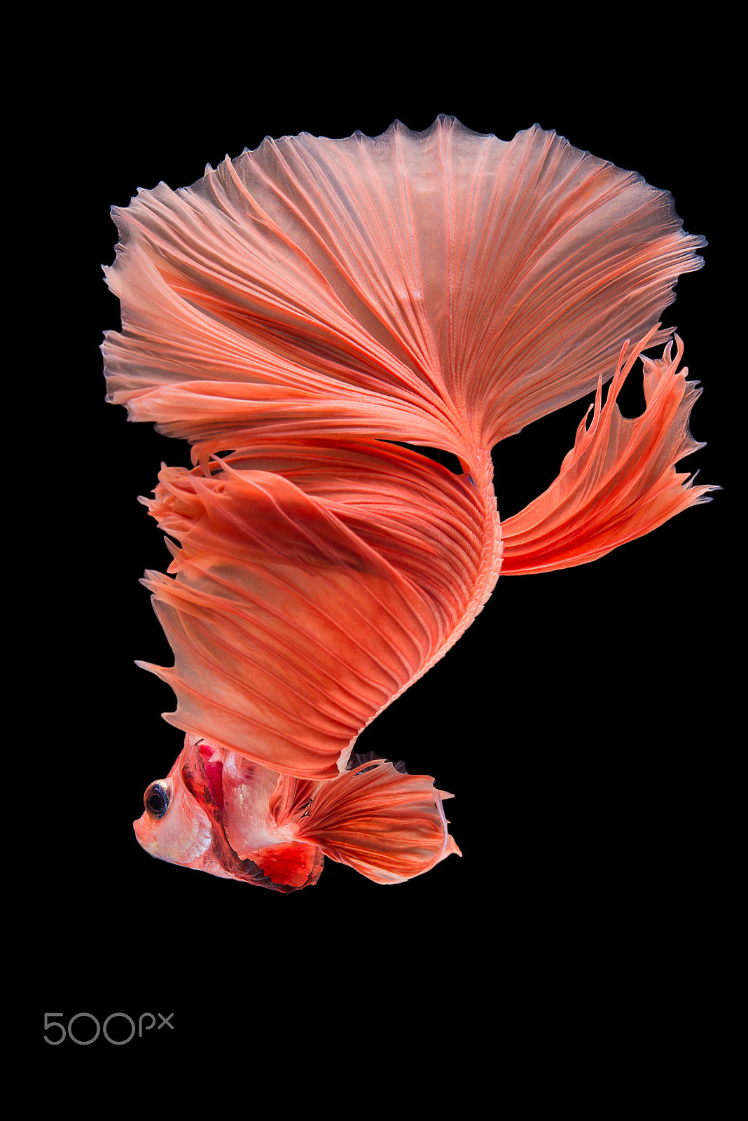 Nikon AF-S Micro-Nikkor 60mm F2.8G ED sample photo. Halfmoon betta fish photography