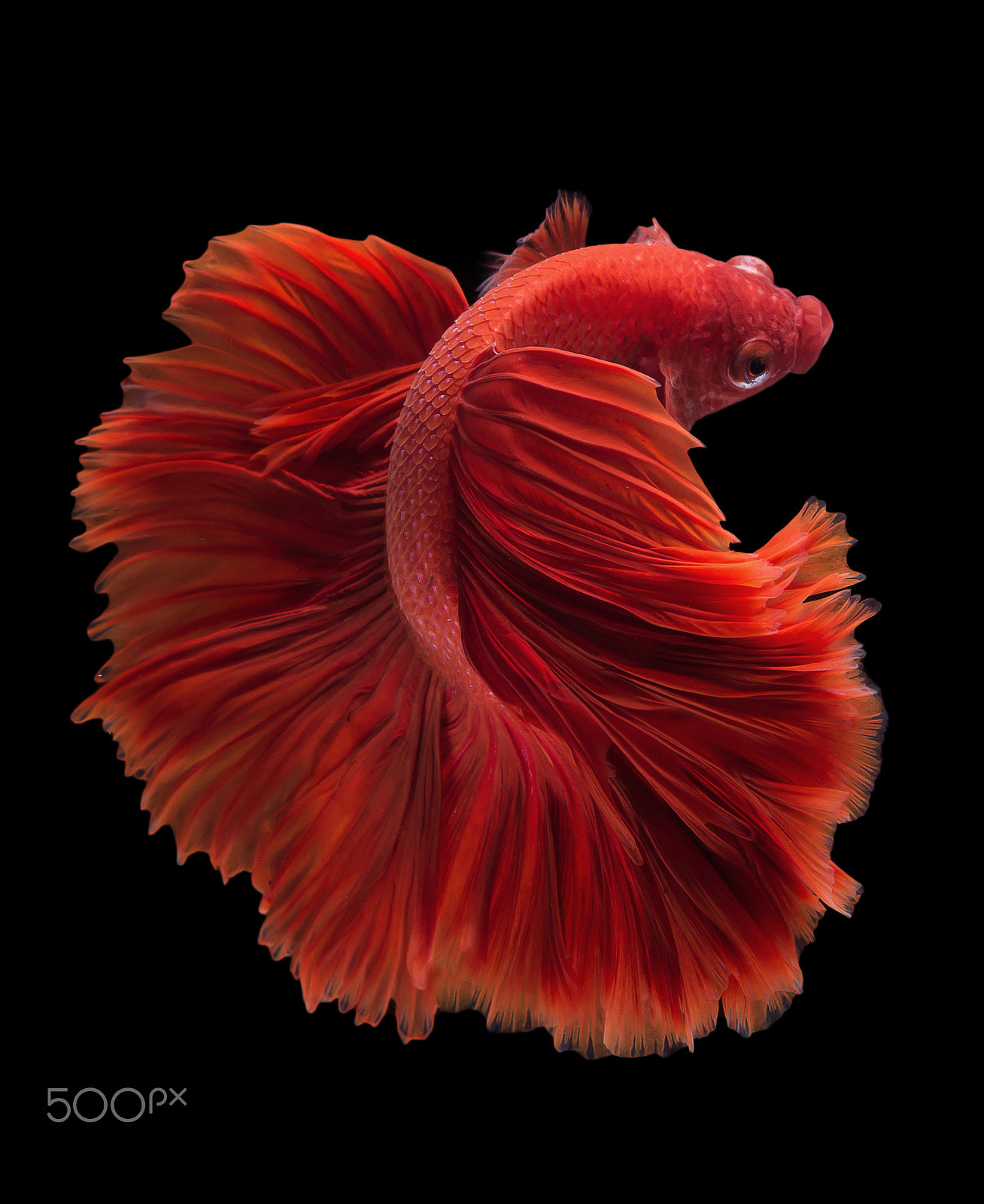 Nikon AF-S Micro-Nikkor 60mm F2.8G ED sample photo. Halfmoon betta fish photography
