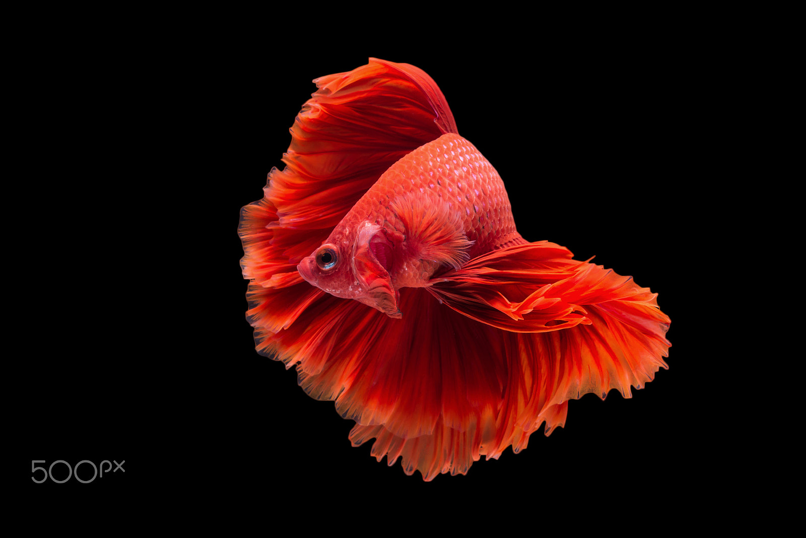 Nikon AF-S Micro-Nikkor 60mm F2.8G ED sample photo. Halfmoon betta fish photography