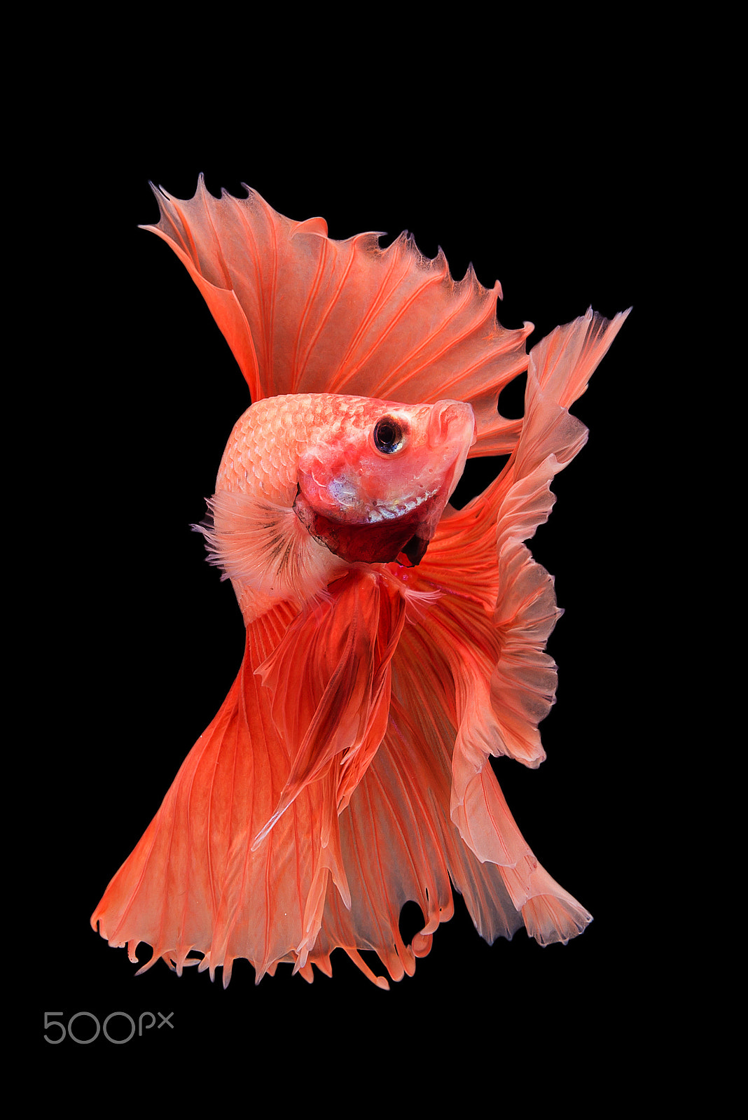 Nikon AF-S Micro-Nikkor 60mm F2.8G ED sample photo. Halfmoon betta fish photography