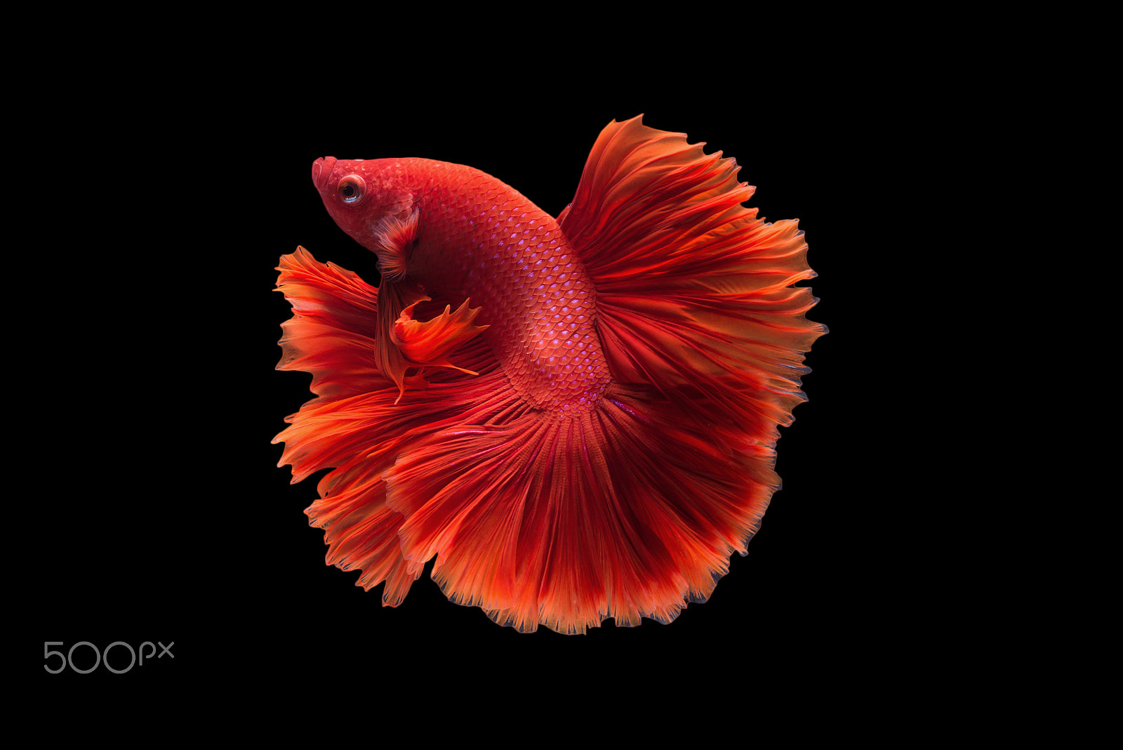 Nikon AF-S Micro-Nikkor 60mm F2.8G ED sample photo. Halfmoon betta fish photography