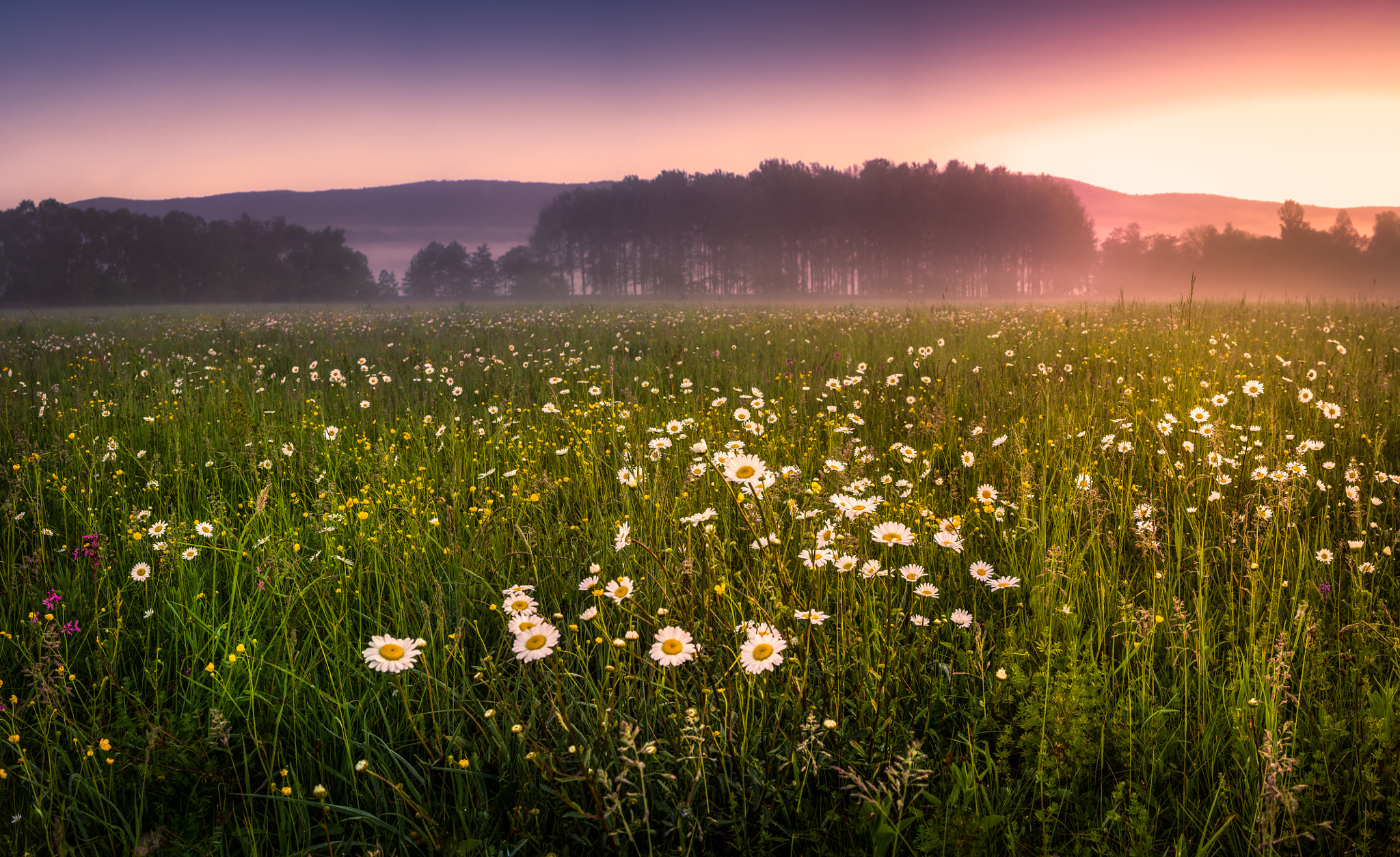 Nikon D600 sample photo. Daisy photography