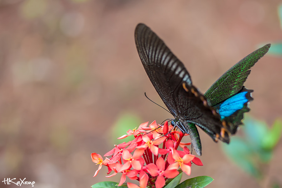 Canon EF-S 60mm F2.8 Macro USM sample photo. Butterfly photography