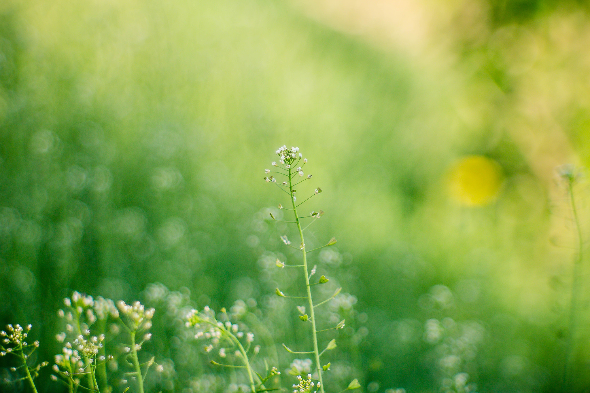 Canon EF 35-80mm f/4-5.6 sample photo. Verde come la speranza-2 photography