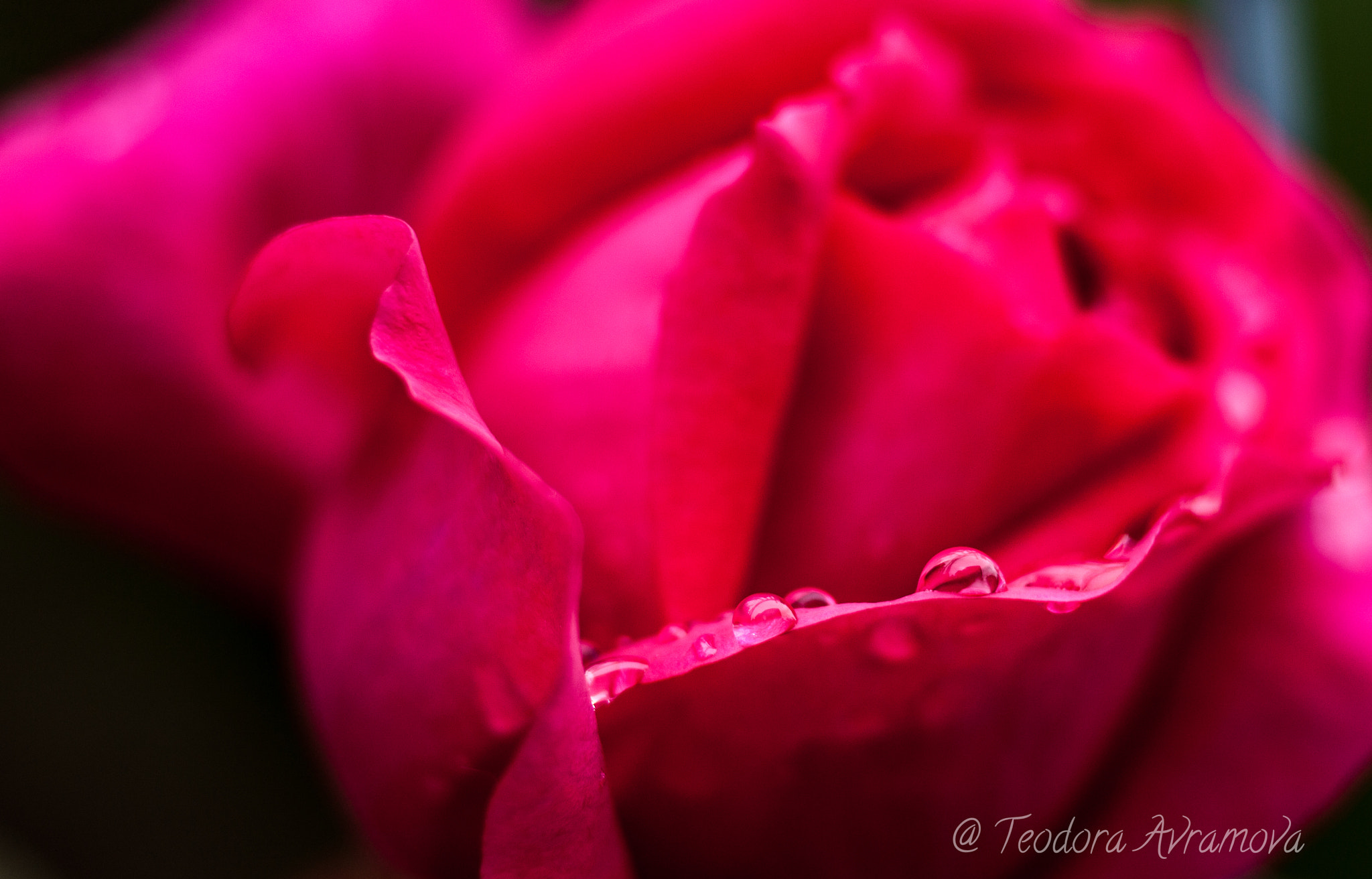 Canon EOS 450D (EOS Rebel XSi / EOS Kiss X2) + Canon EF 85mm F1.8 USM sample photo. Delicate rose photography