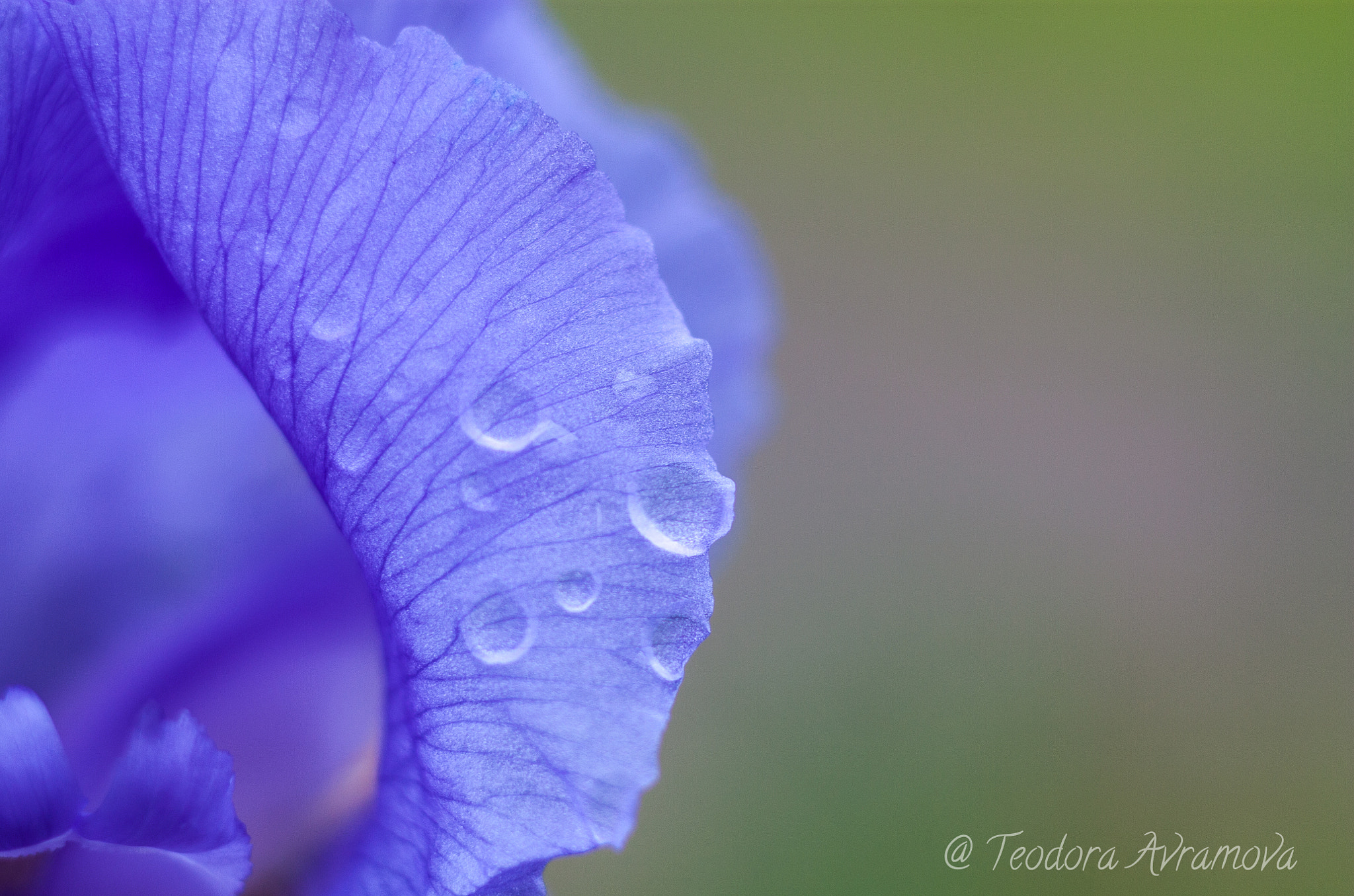 Canon EOS 450D (EOS Rebel XSi / EOS Kiss X2) + Canon EF 85mm F1.8 USM sample photo. Rain on the iris photography