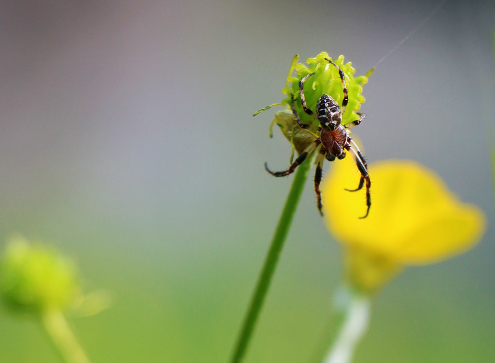 Canon EF-S 18-135mm F3.5-5.6 IS STM sample photo. Spider photography