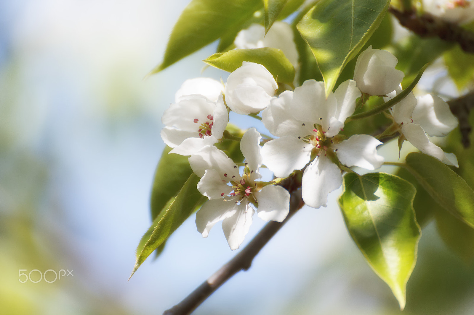 Tamron SP 35mm F1.8 Di VC USD sample photo. Pyrus ussuriensis photography