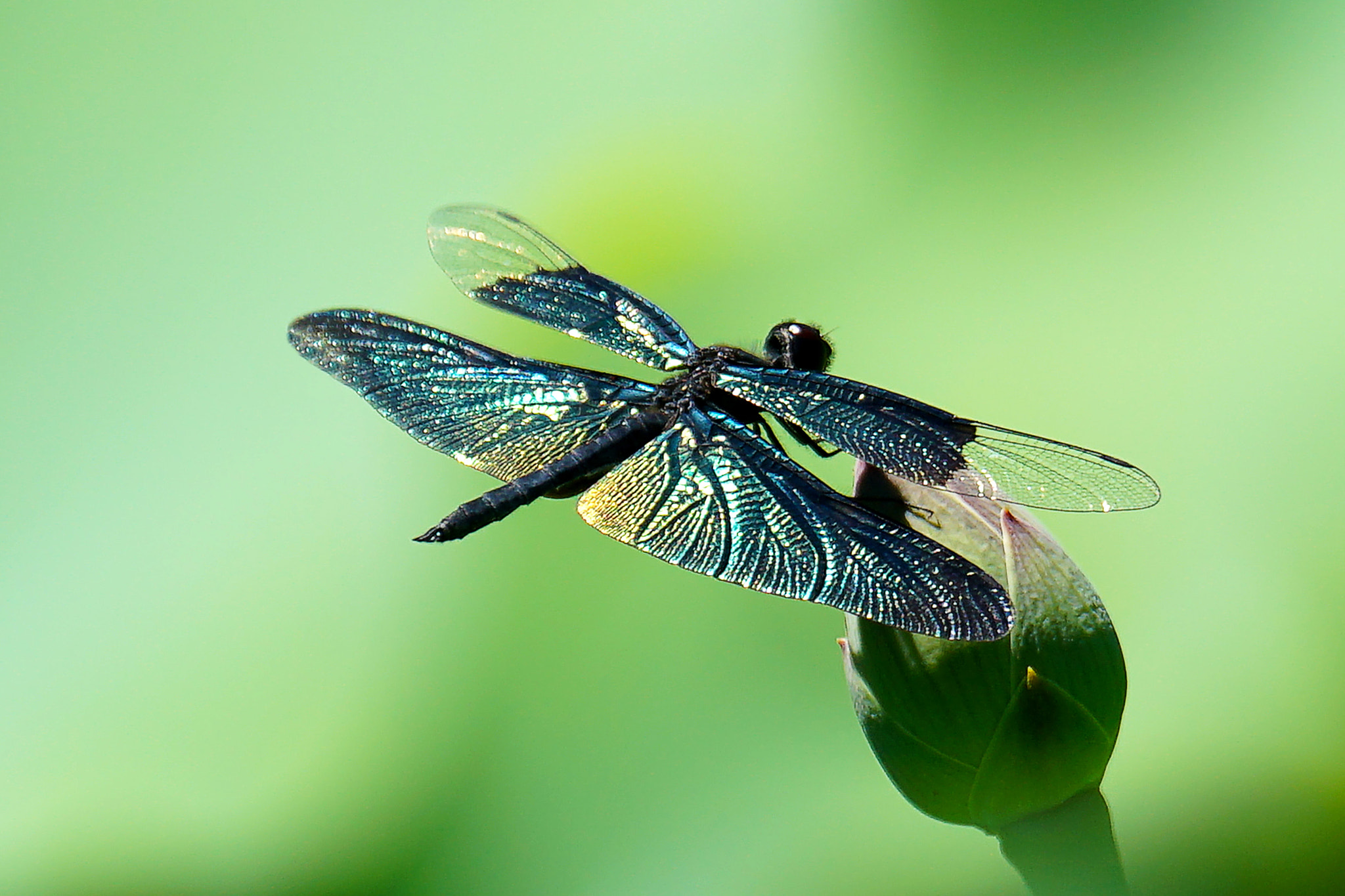 Sony 70-400mm F4-5.6 G SSM II sample photo. 【原摄】夏 荷塘 蜻蜓 photography