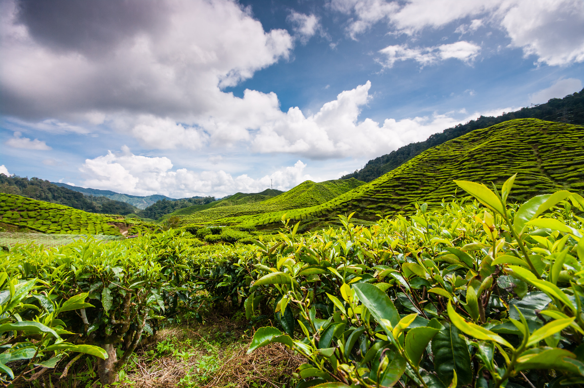 Sigma AF 10-20mm F4-5.6 EX DC sample photo. Tea plantation in malaysia photography
