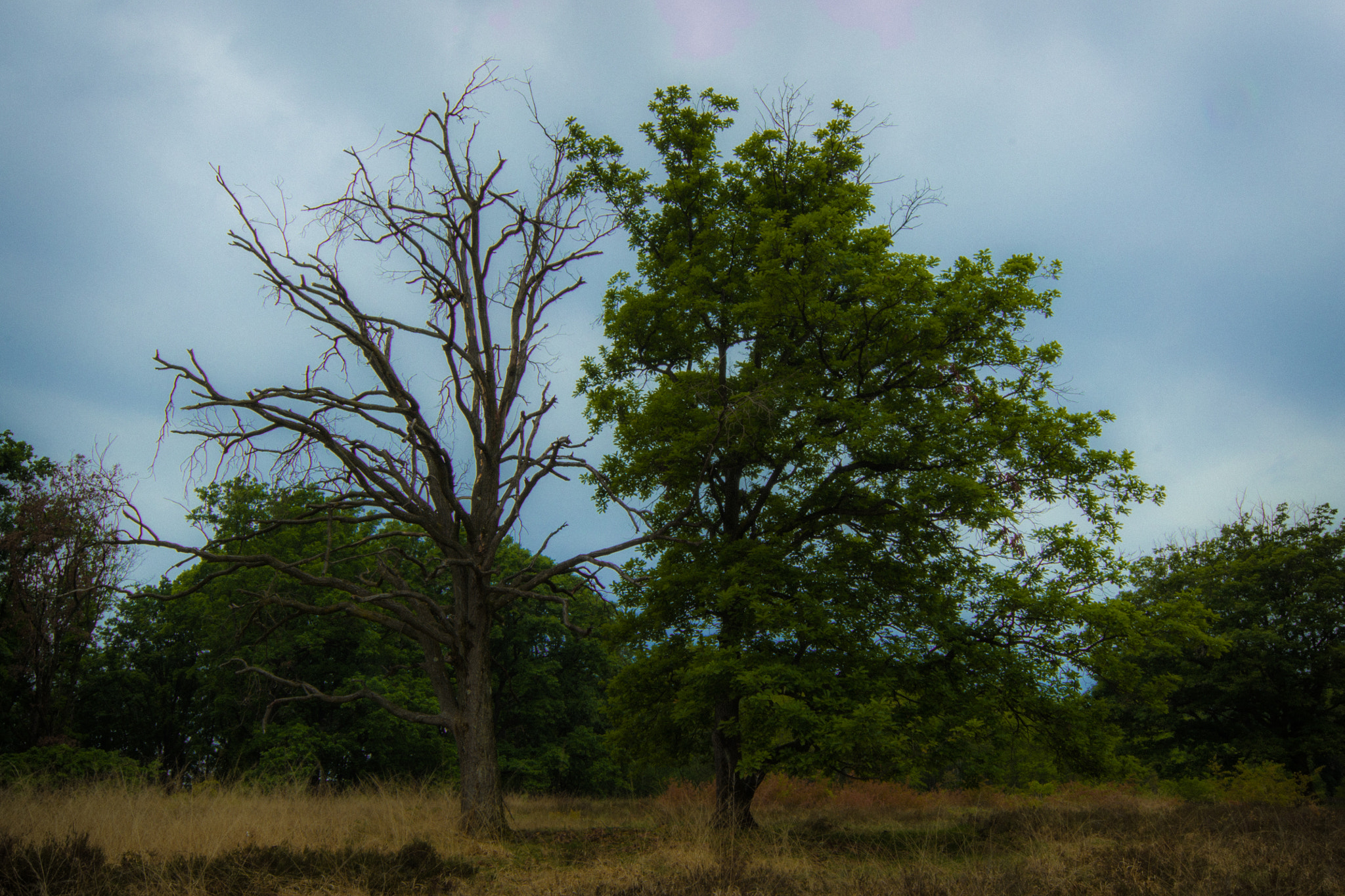 Sigma 12-24mm F4.5-5.6 EX DG Aspherical HSM sample photo. Carisio photography