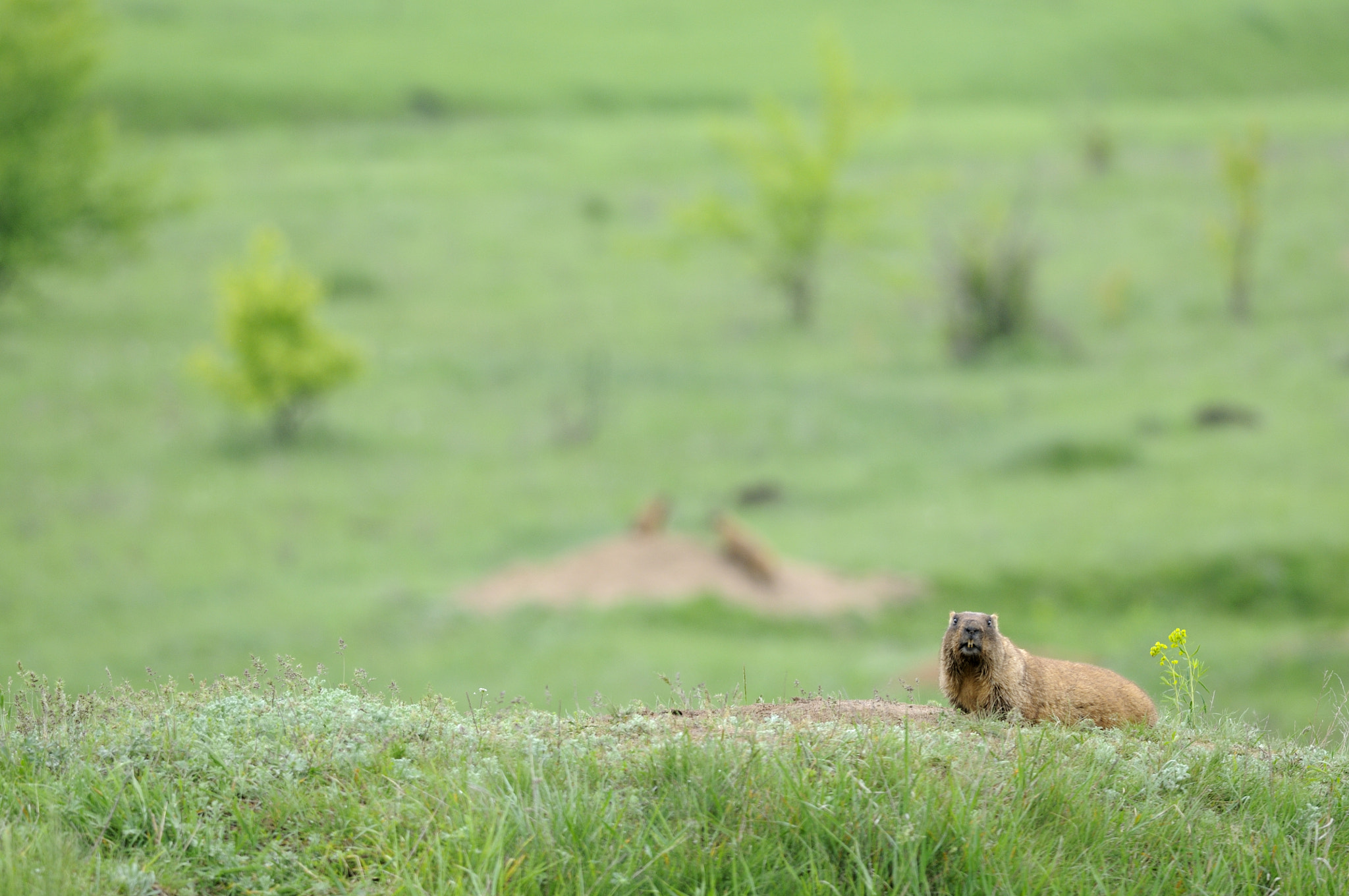 Nikon D300S + Nikon AF-S Nikkor 300mm F4D ED-IF sample photo. Marmot landscape photography