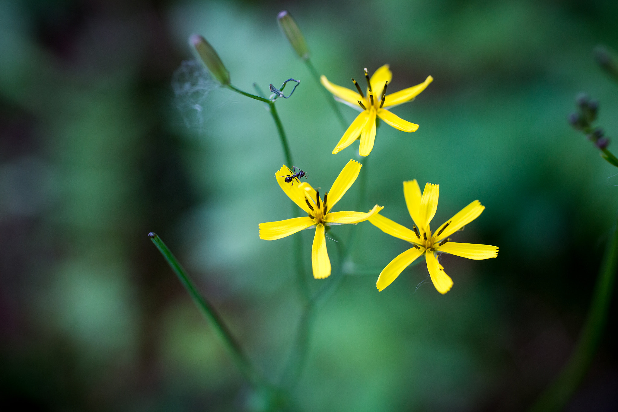 Canon EOS 6D + Canon EF 50mm F2.5 Macro sample photo. Wild flower photography