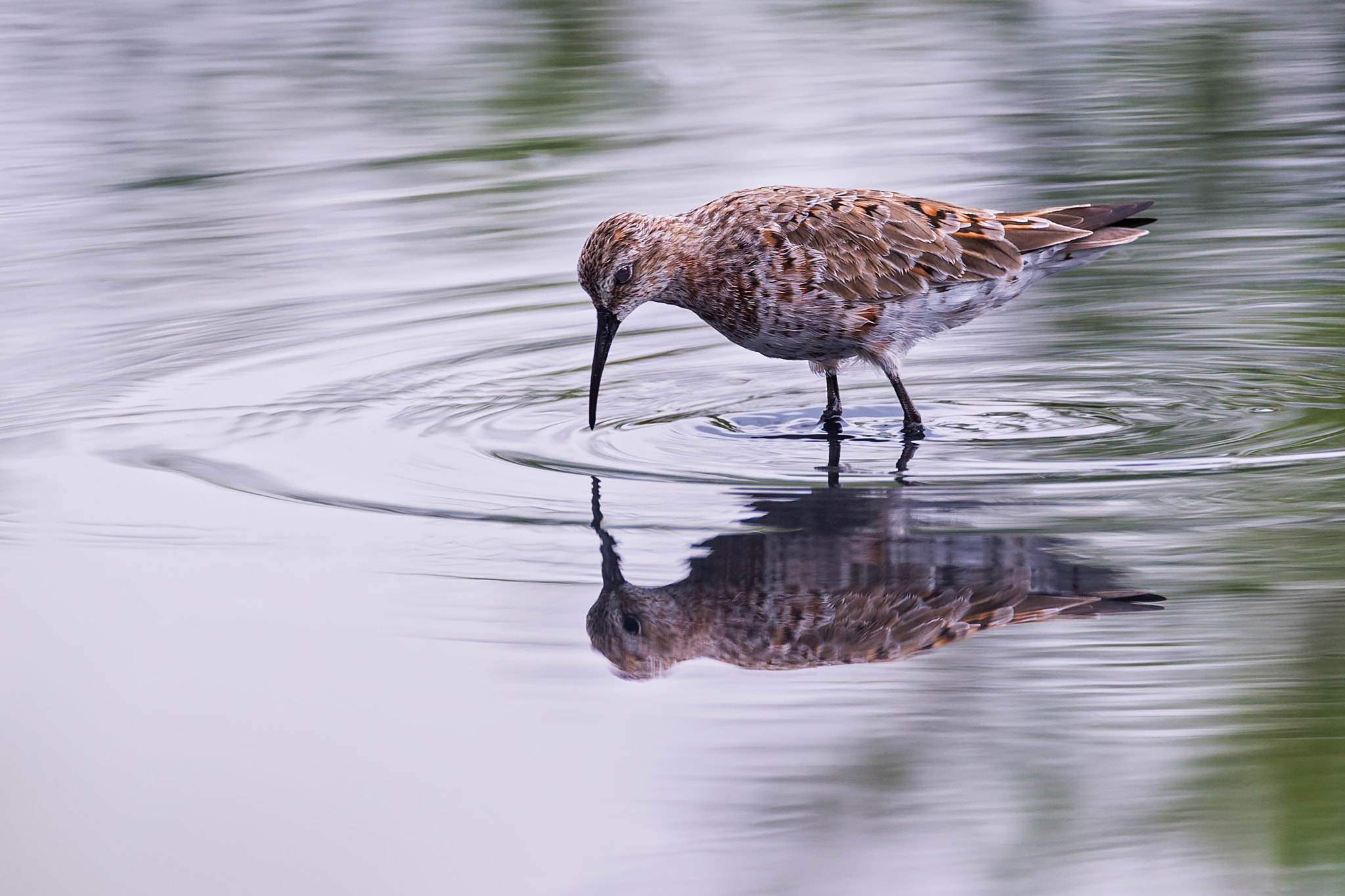 Nikon D4 sample photo. গলনদ বটন curlew sandpiper calidris ferruginea photography