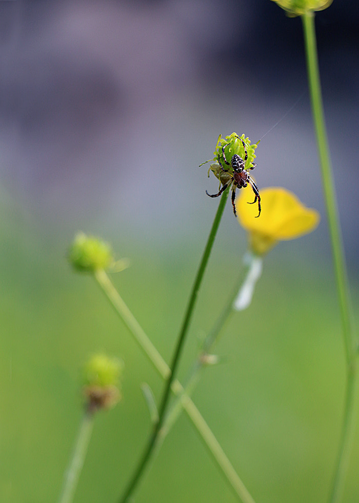 Canon EF-S 18-135mm F3.5-5.6 IS STM sample photo. Spider photography