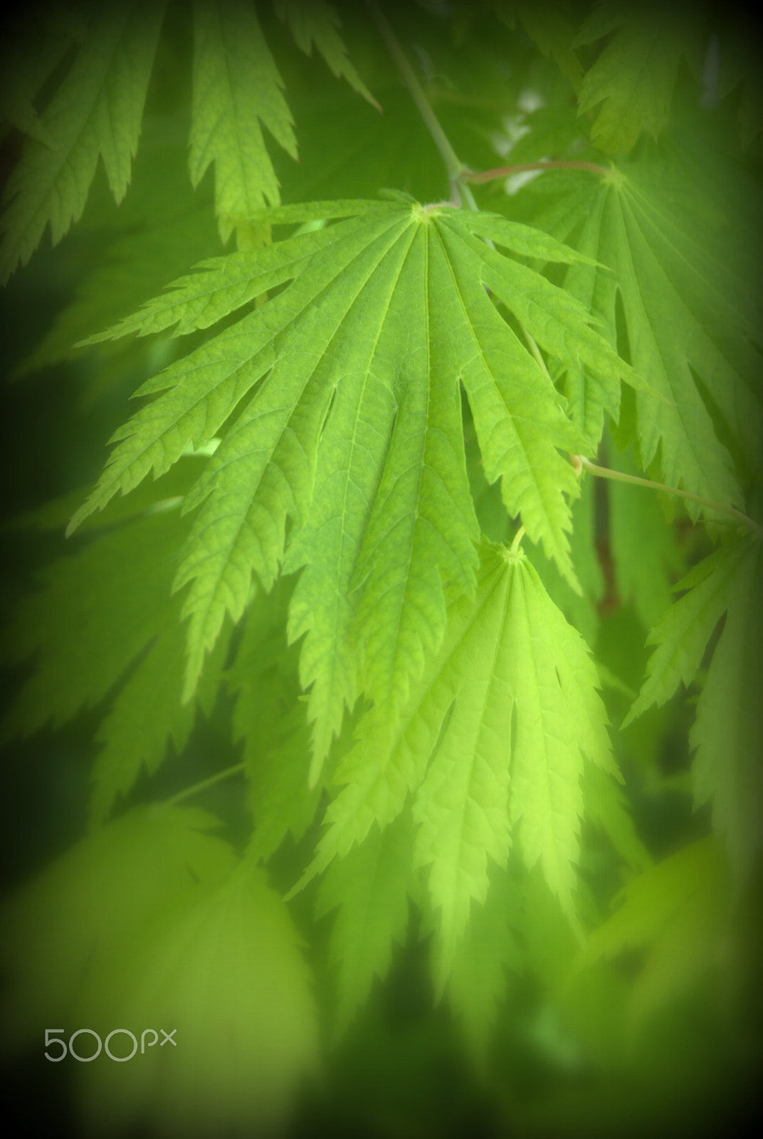 Sigma 28-90mm F3.5-5.6 Macro sample photo. Full moon maple foliage acer japonicum photography