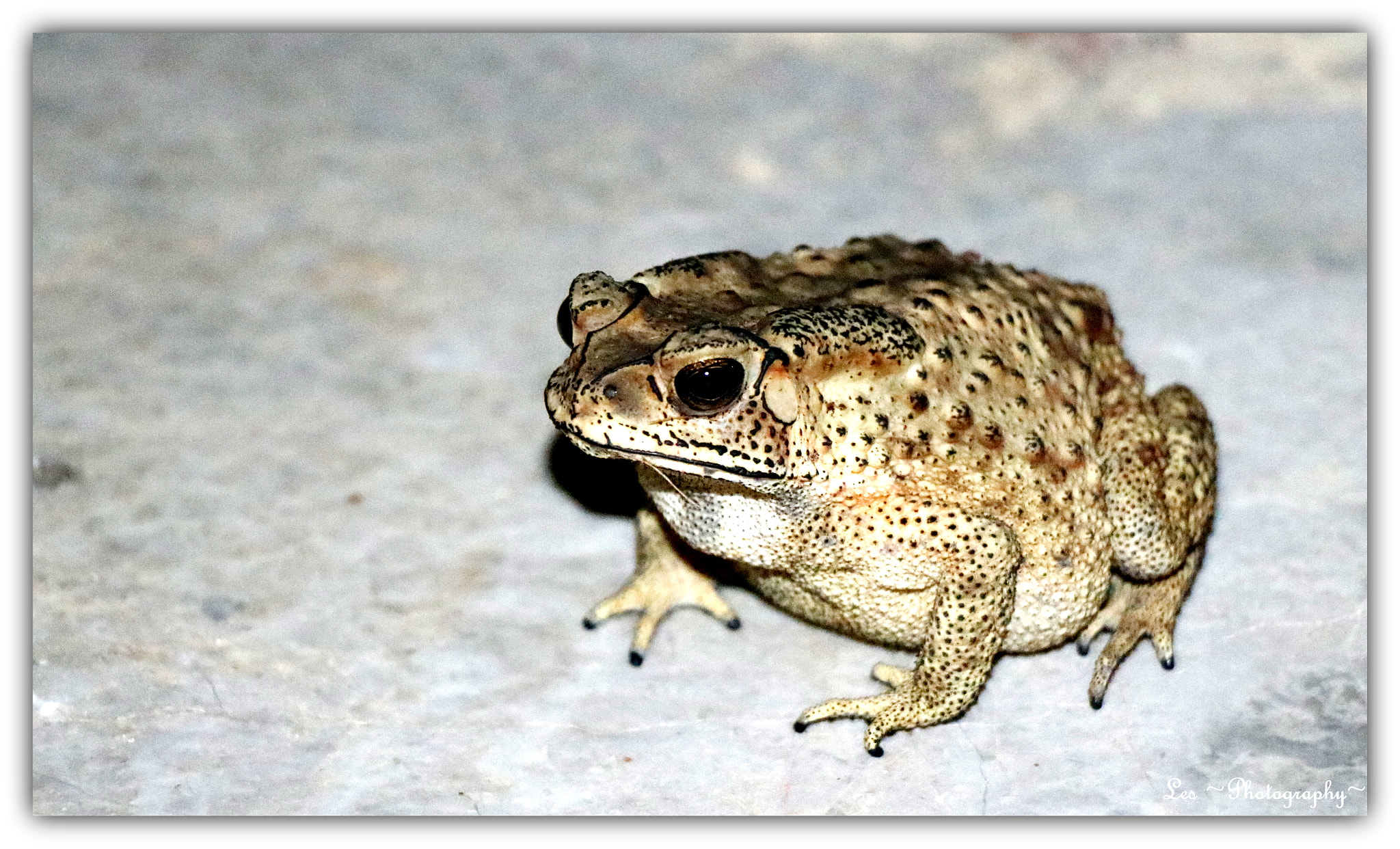 Canon EOS 760D (EOS Rebel T6s / EOS 8000D) + Canon EF-S 18-135mm F3.5-5.6 IS STM sample photo. Mr. froggy... photography
