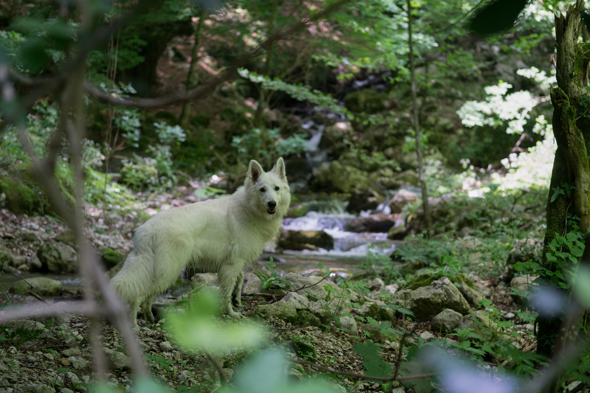 Sony a5100 + E 60mm F2.8 sample photo. Berger blanc suisse photography