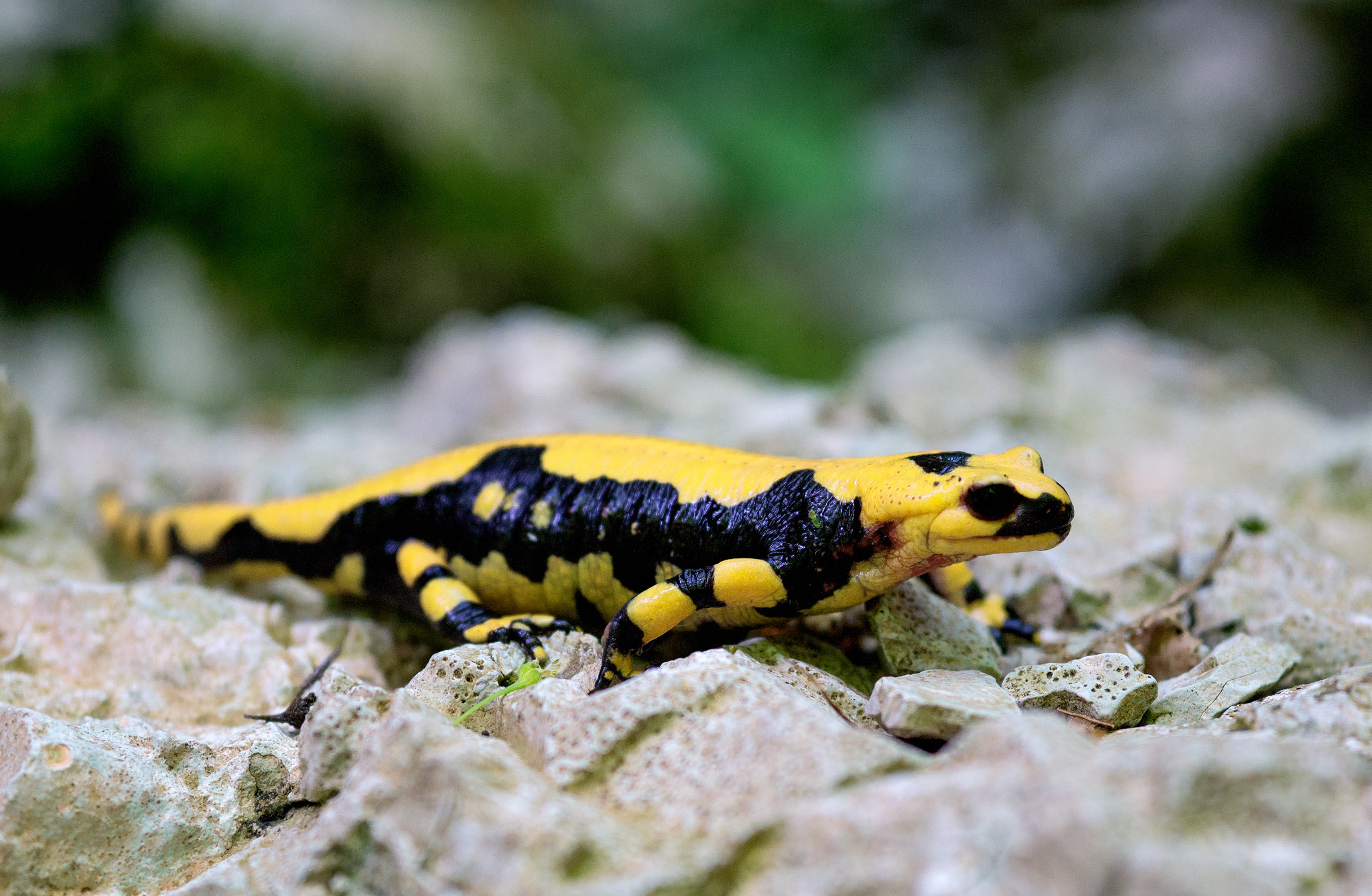 Sony a5100 + E 60mm F2.8 sample photo. Fire salamander photography