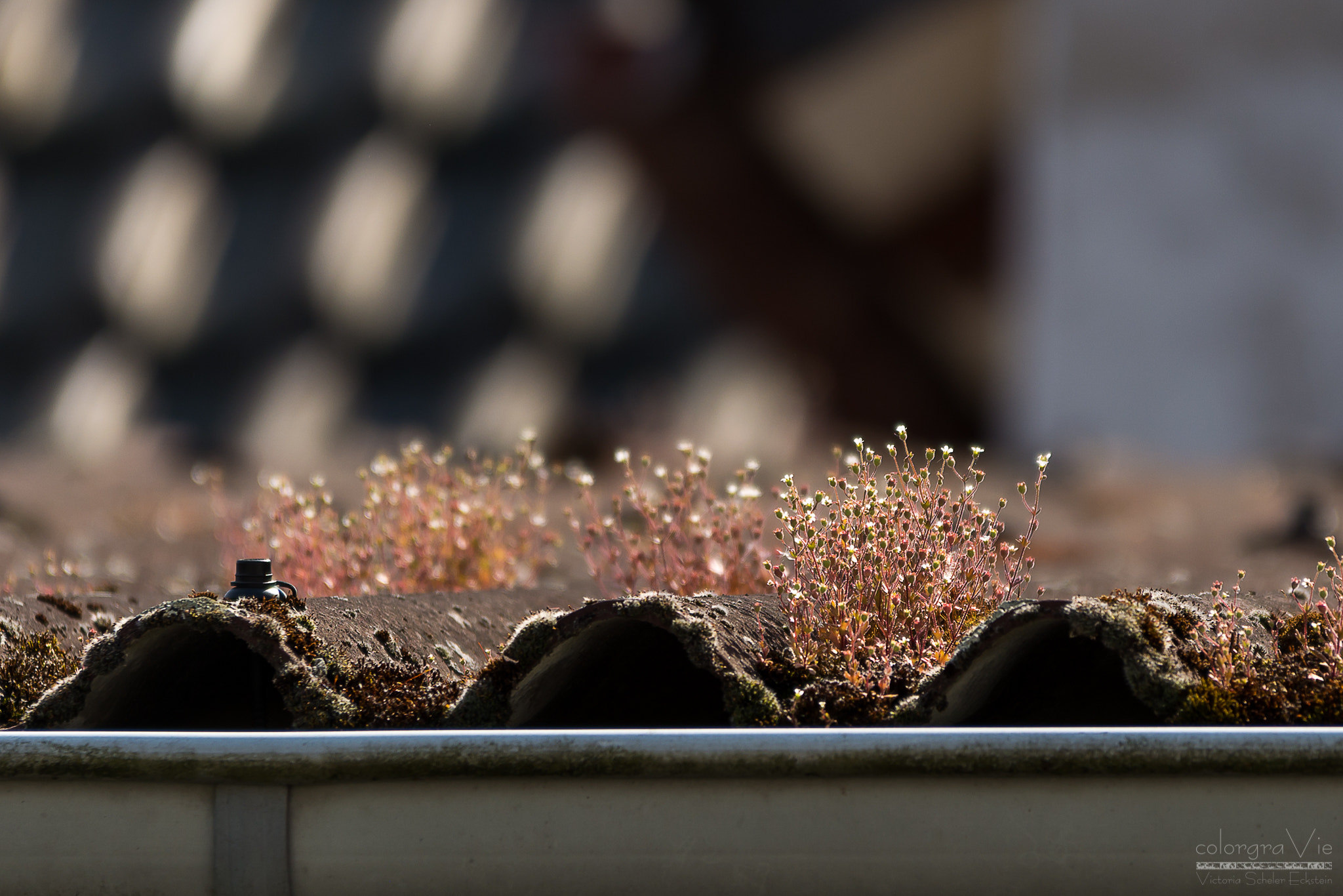 Sigma 70-200mm F2.8 EX DG OS HSM sample photo. On the roof photography