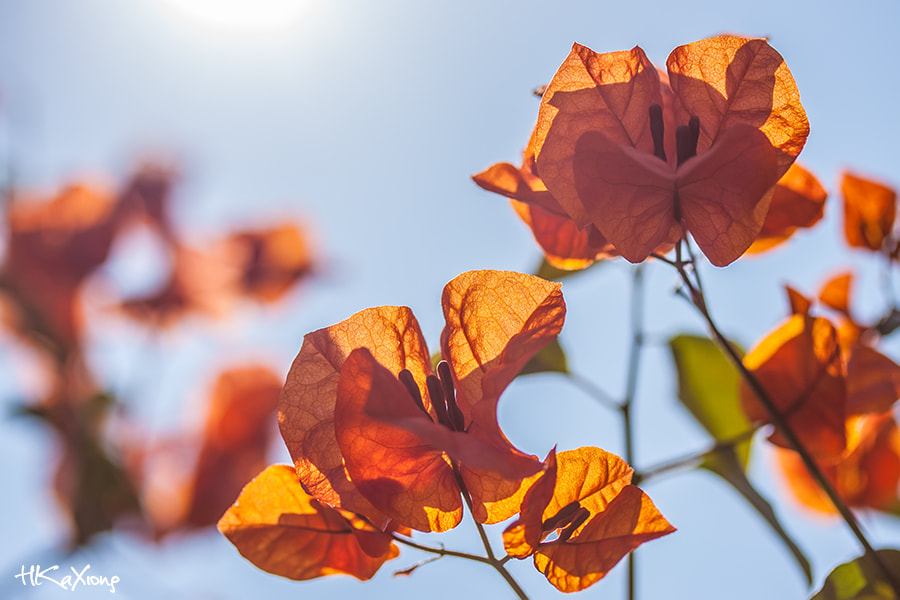 Canon EF-S 60mm F2.8 Macro USM sample photo. Flower photography