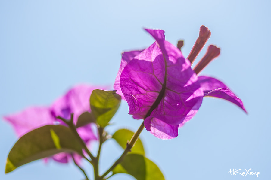 Canon EF-S 60mm F2.8 Macro USM sample photo. Flower photography