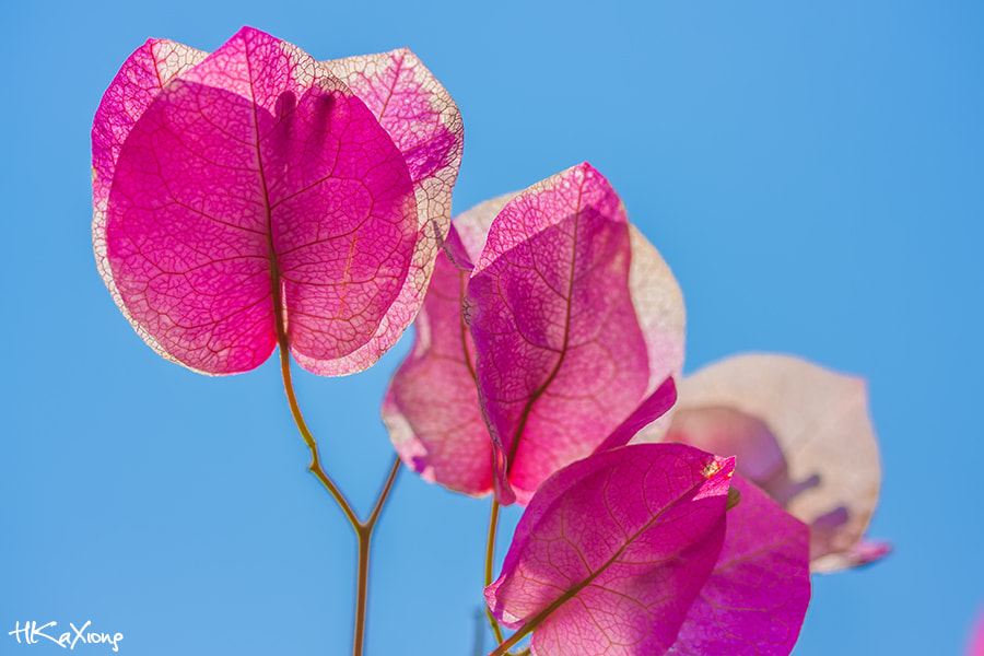 Canon EF-S 60mm F2.8 Macro USM sample photo. Flower photography