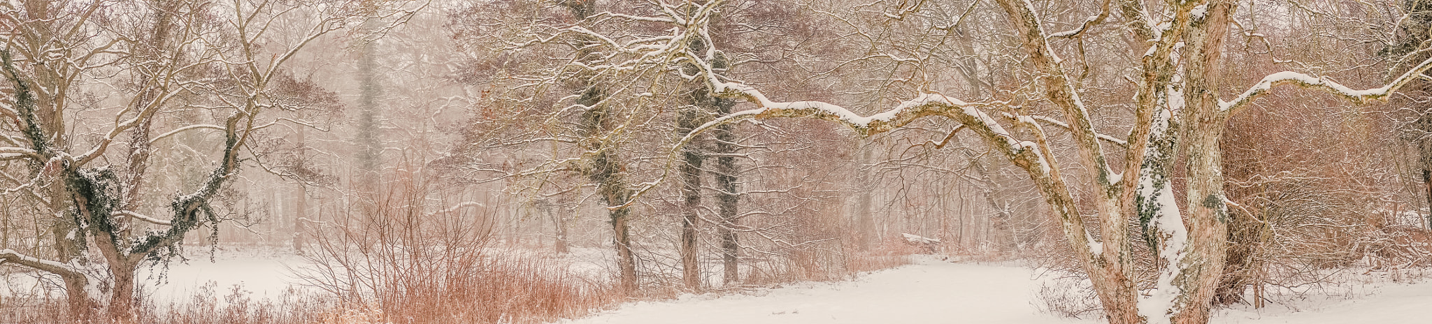 Sony a7R + Minolta AF 50mm F1.4 [New] sample photo. Magical forest covered with snow in the winter photography