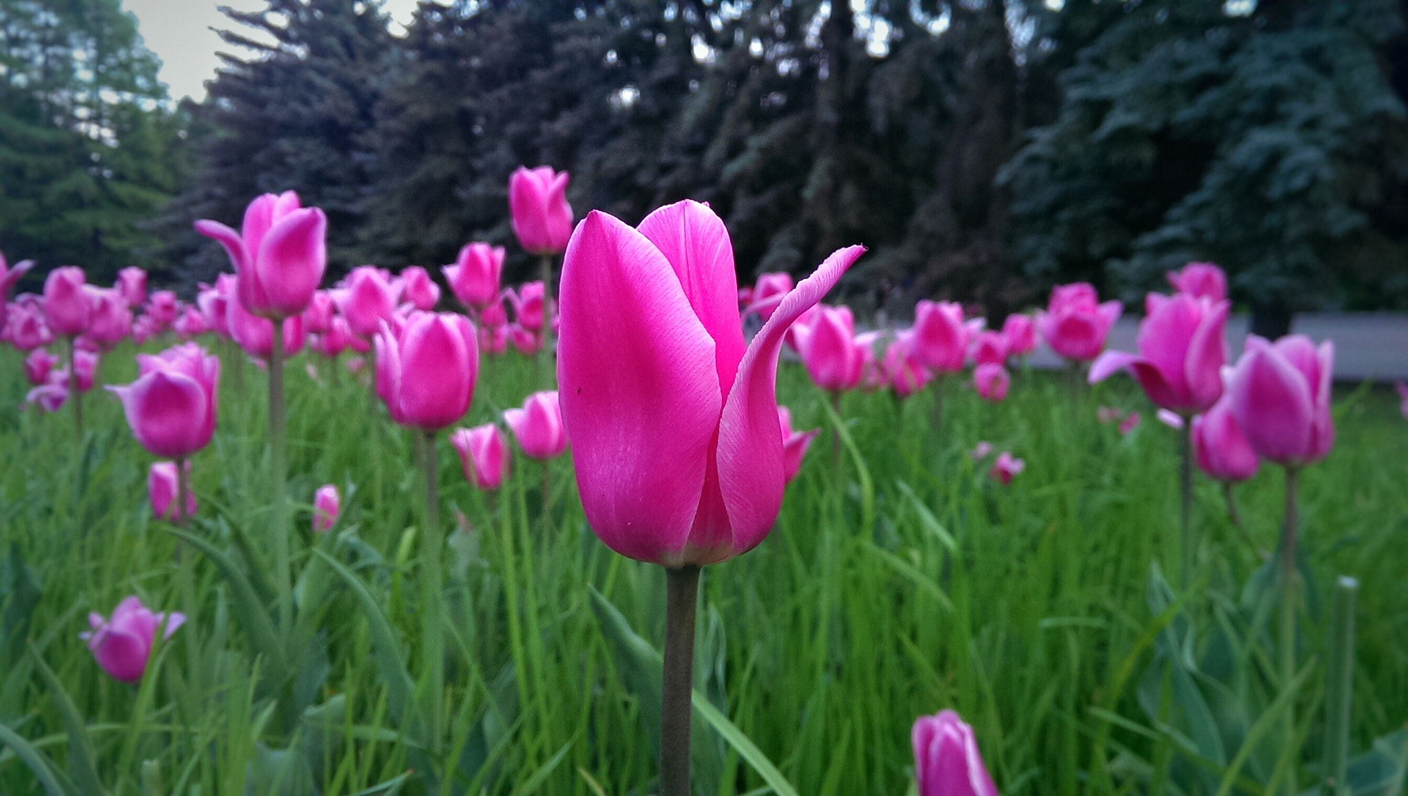 HTC ONE DUAL SIM sample photo. Тюльпаны photography
