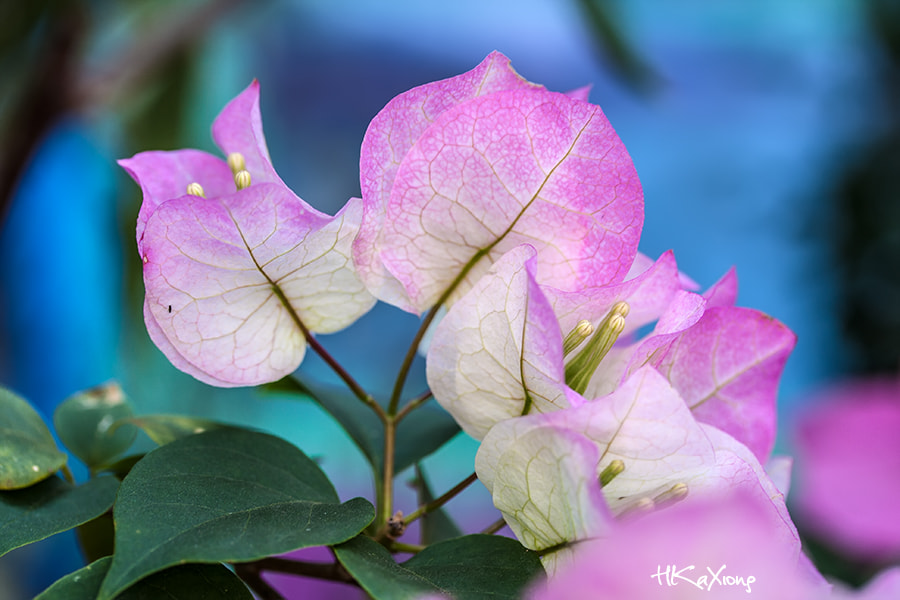 Canon EF-S 60mm F2.8 Macro USM sample photo. Flower photography