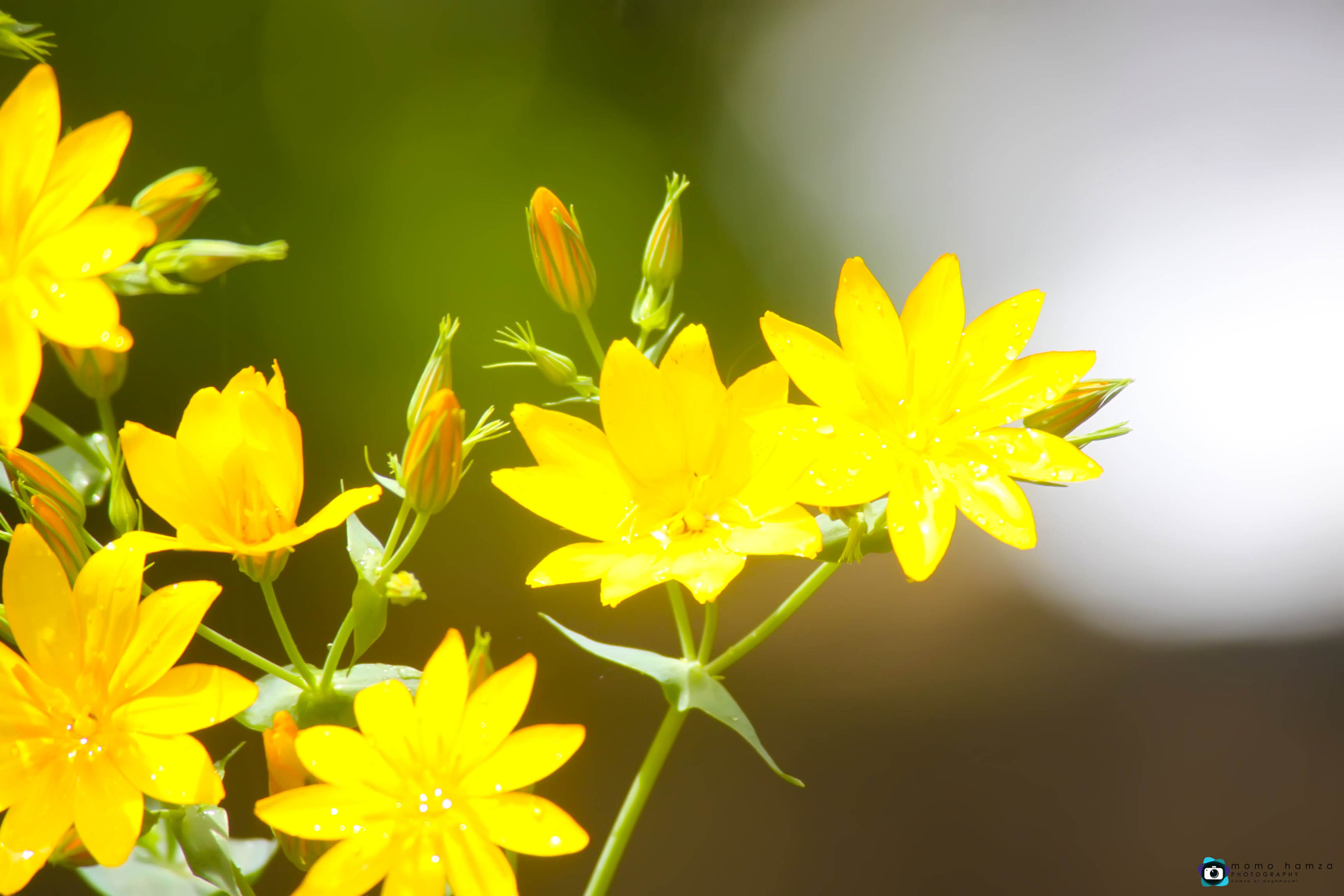 Canon EF 100-300mm f/5.6 sample photo