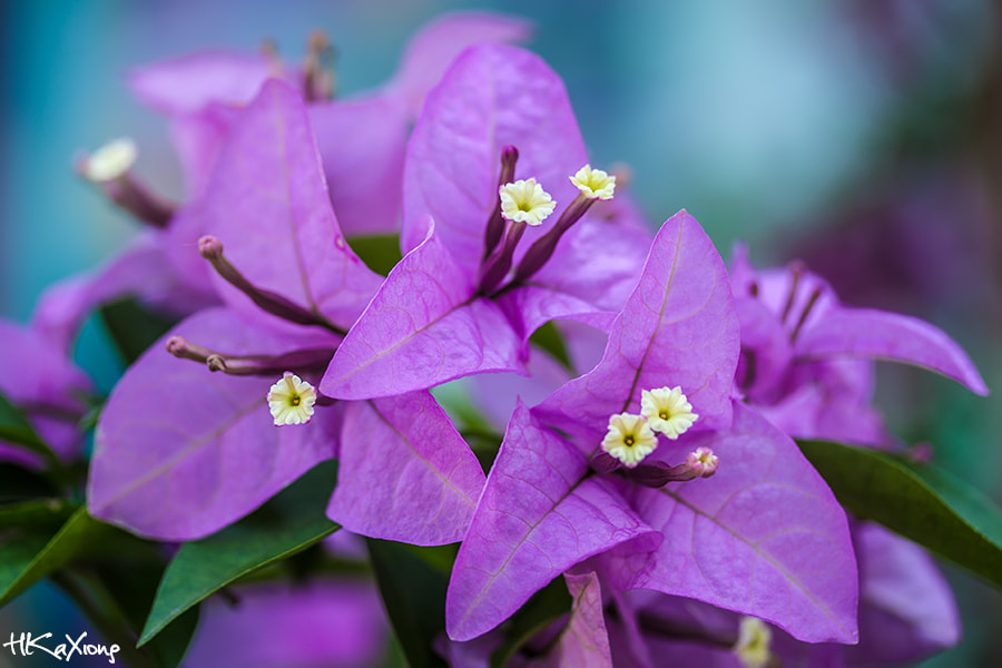 Canon EF-S 60mm F2.8 Macro USM sample photo. Flower photography