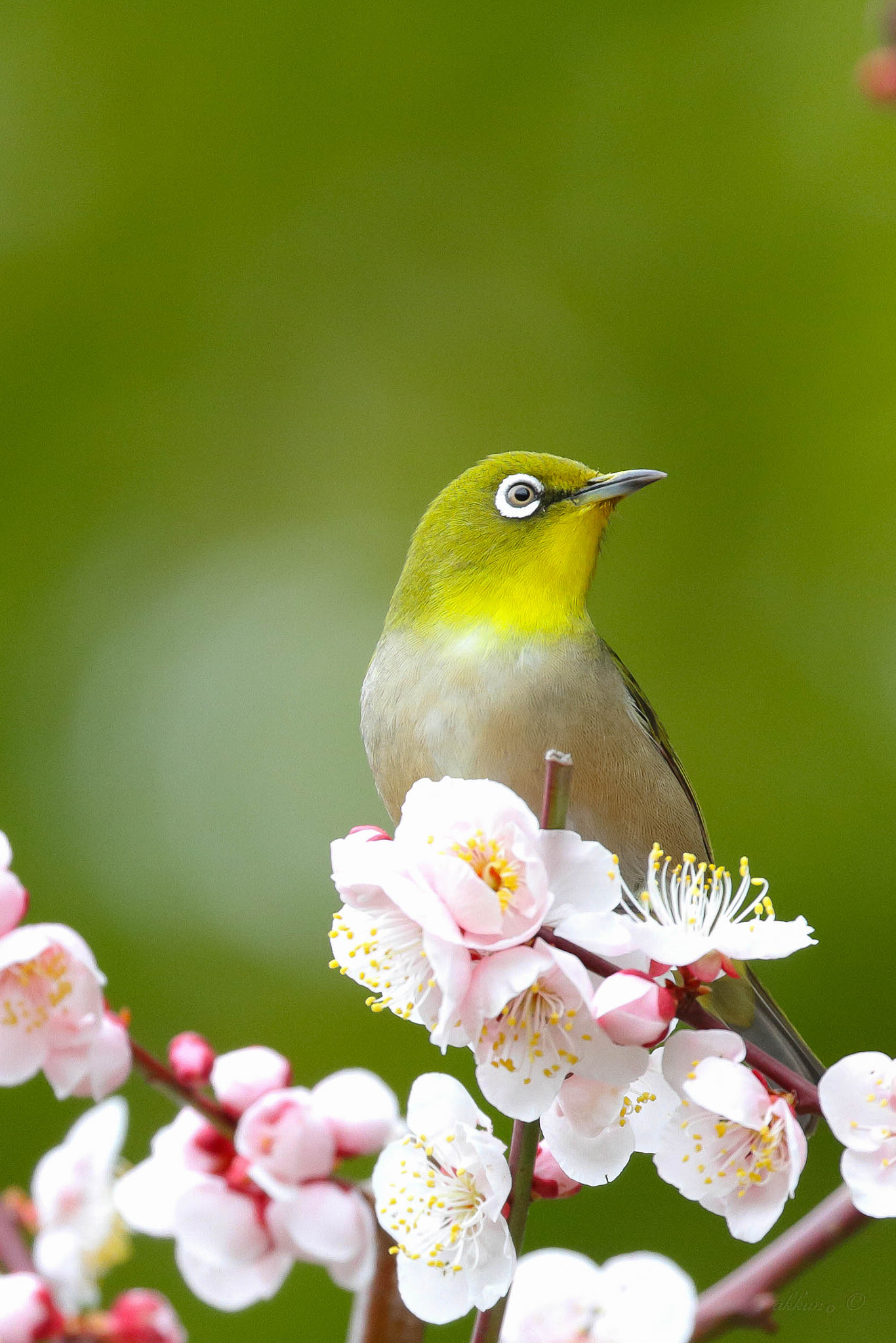 Canon EOS 7D + Canon EF 100-400mm F4.5-5.6L IS II USM sample photo. White- eye photography