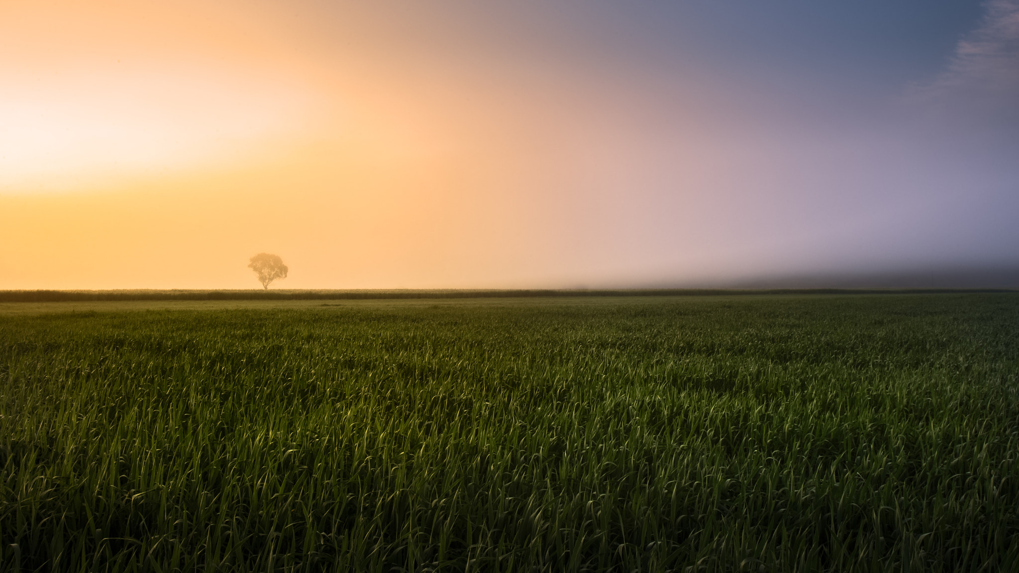 Nikon D600 sample photo. Foggy morning photography