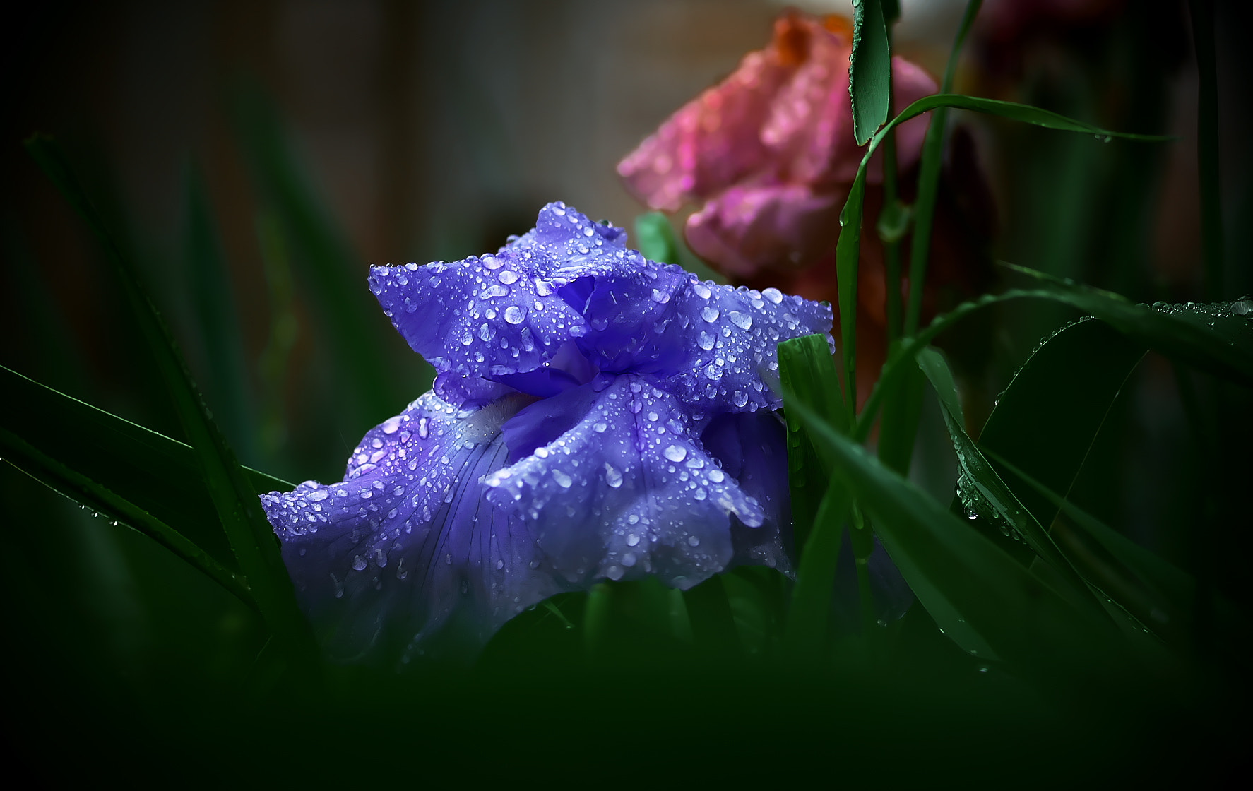 Pentax smc D-FA 100mm F2.8 Macro WR sample photo. Iris photography