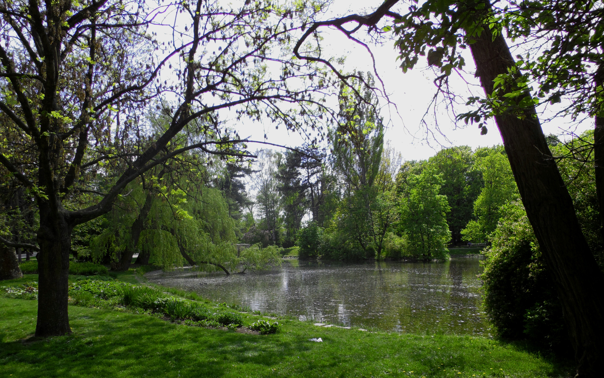 Benq G1 sample photo. Pond in green photography
