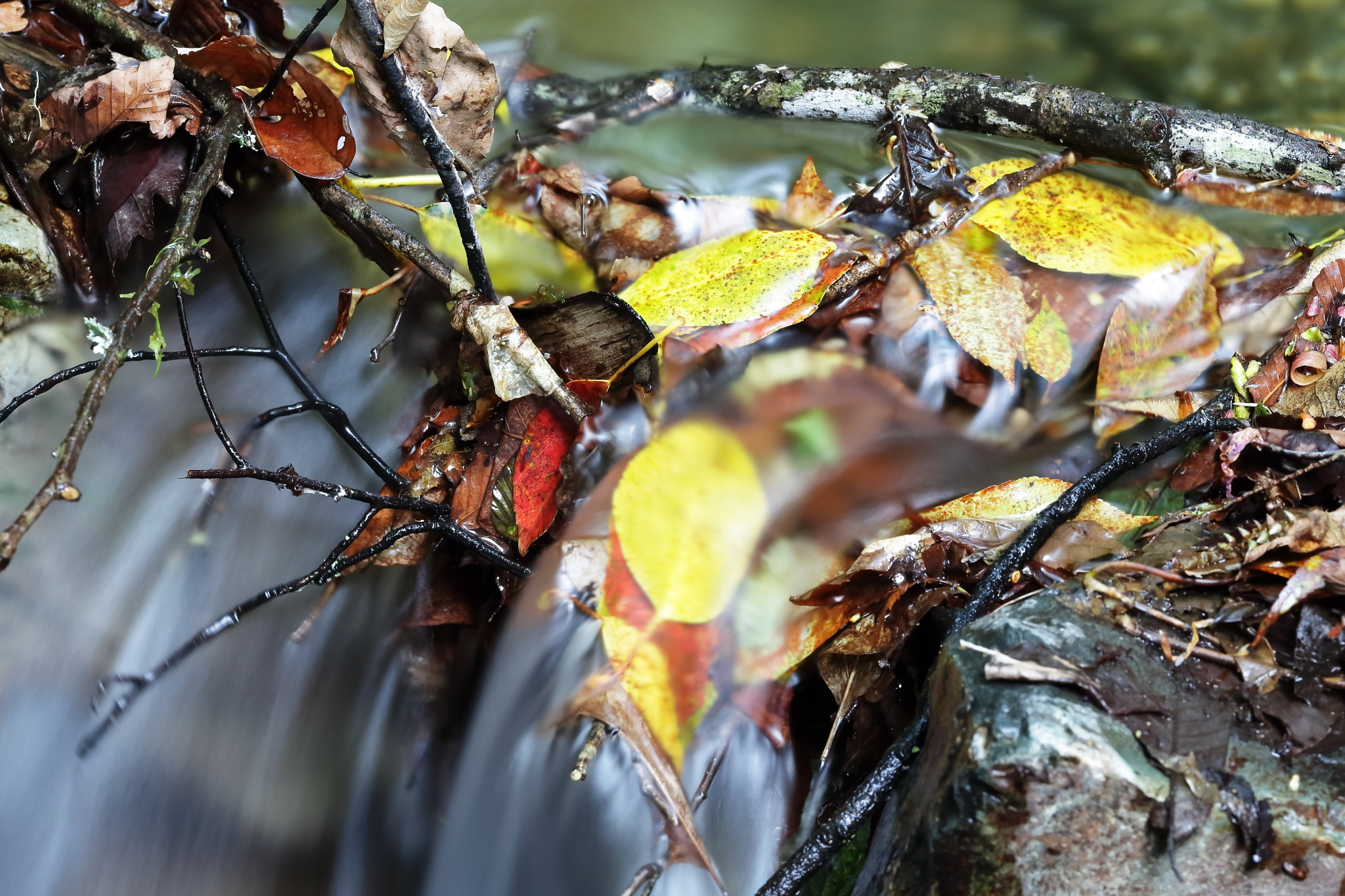 Canon EF 200mm F2.8L II USM sample photo. Fallen leaves photography