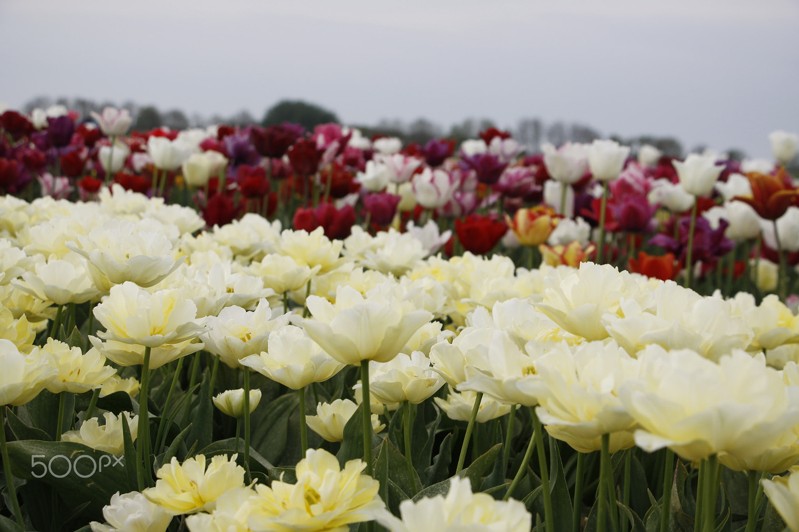 Canon EOS 50D + Canon EF-S 18-135mm F3.5-5.6 IS STM sample photo. Tulip field photography