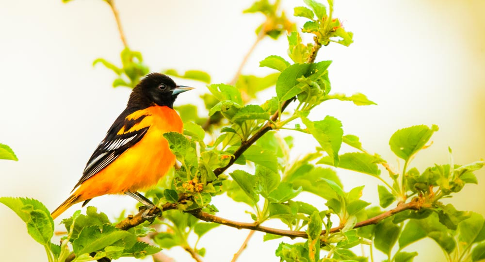Sigma 150-600mm F5-6.3 DG OS HSM | C sample photo. The male baltimore oriole photography