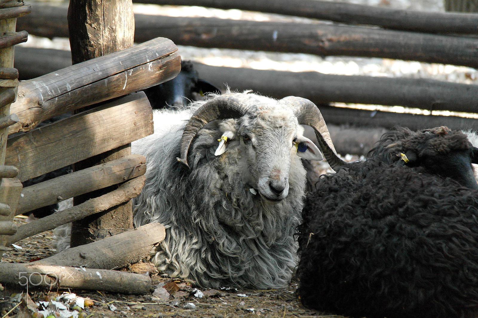 Samsung NX200 sample photo. Ram and sheep photography