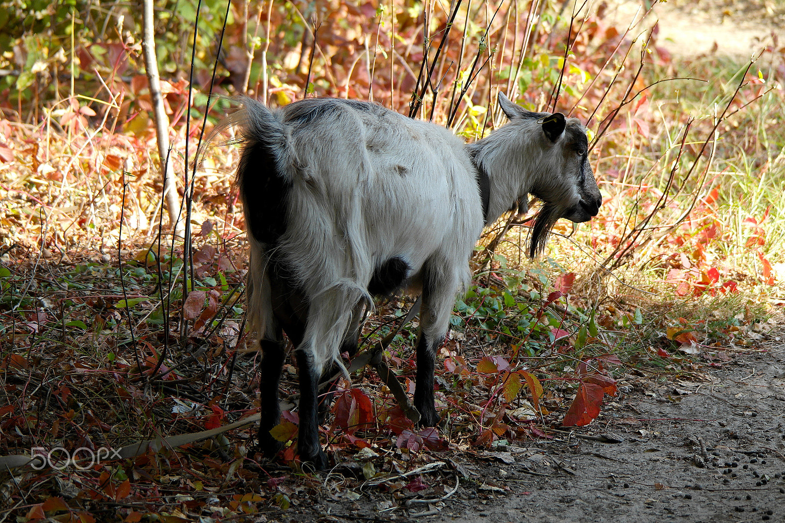Samsung NX200 sample photo. Goat photography