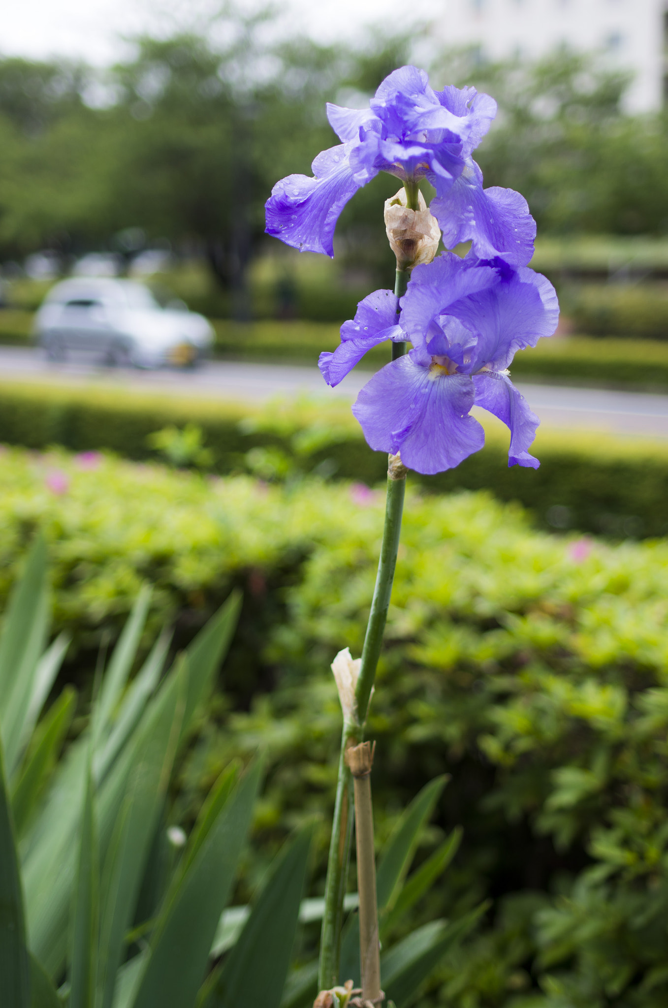HD Pentax-FA 35mm F2 AL sample photo. Flowers photography