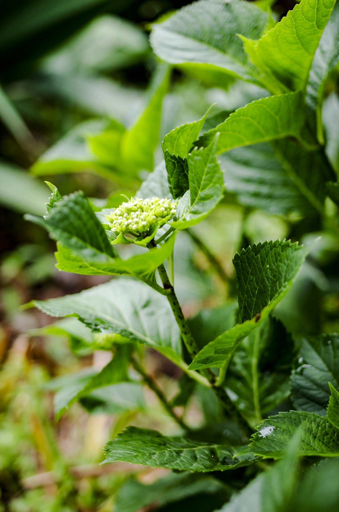 Pentax K-5 IIs + HD Pentax-FA 35mm F2 AL sample photo. Flowers photography