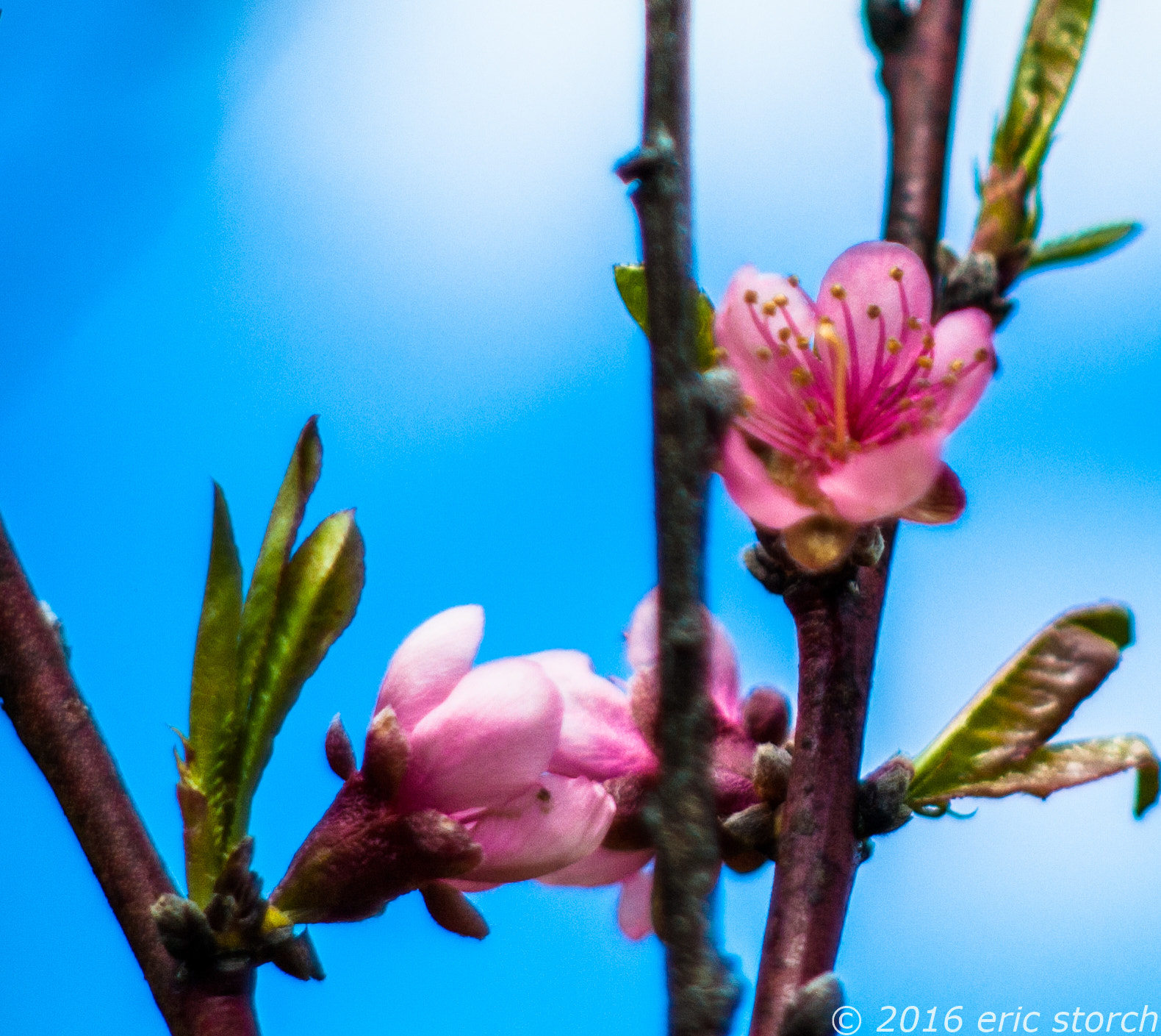 Pentax K10D + A Series Lens sample photo. Peach blossom photography