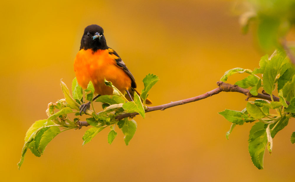 Sigma 150-600mm F5-6.3 DG OS HSM | C sample photo. The oriole photography