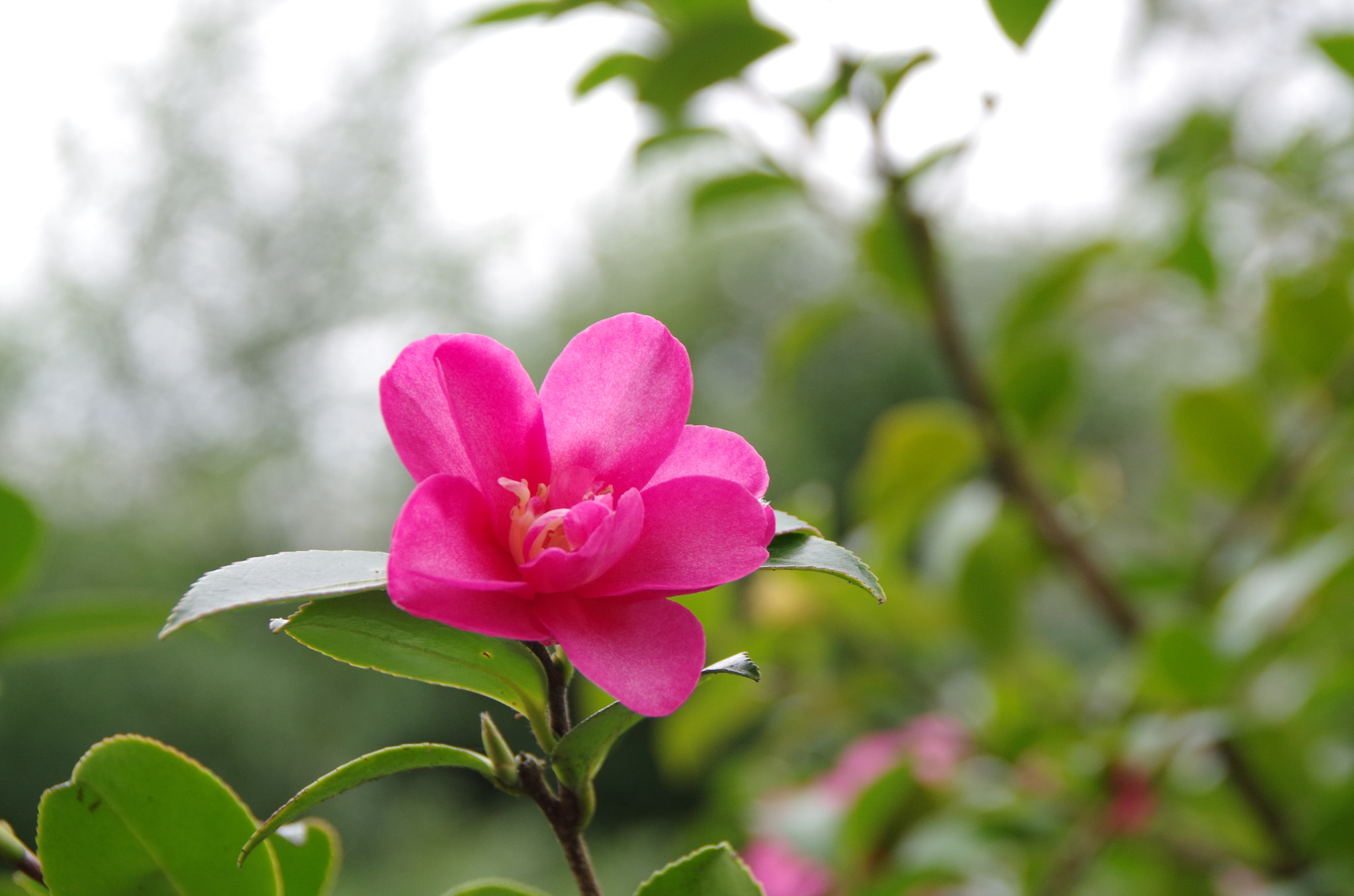 Tamron AF 18-200mm F3.5-6.3 XR Di II LD Aspherical (IF) Macro sample photo