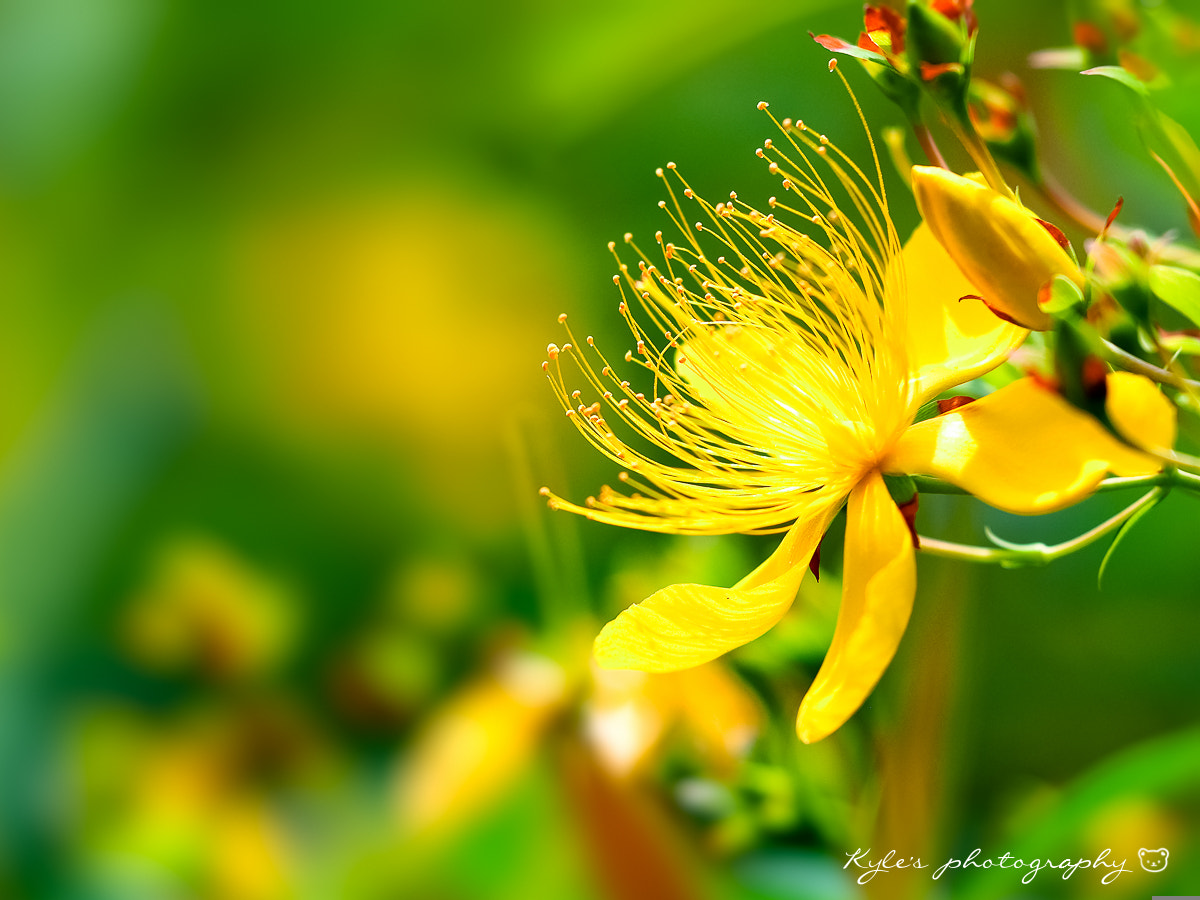 Olympus OM-D E-M1 + Sigma 150mm F2.8 EX DG Macro HSM sample photo. 金絲桃 photography