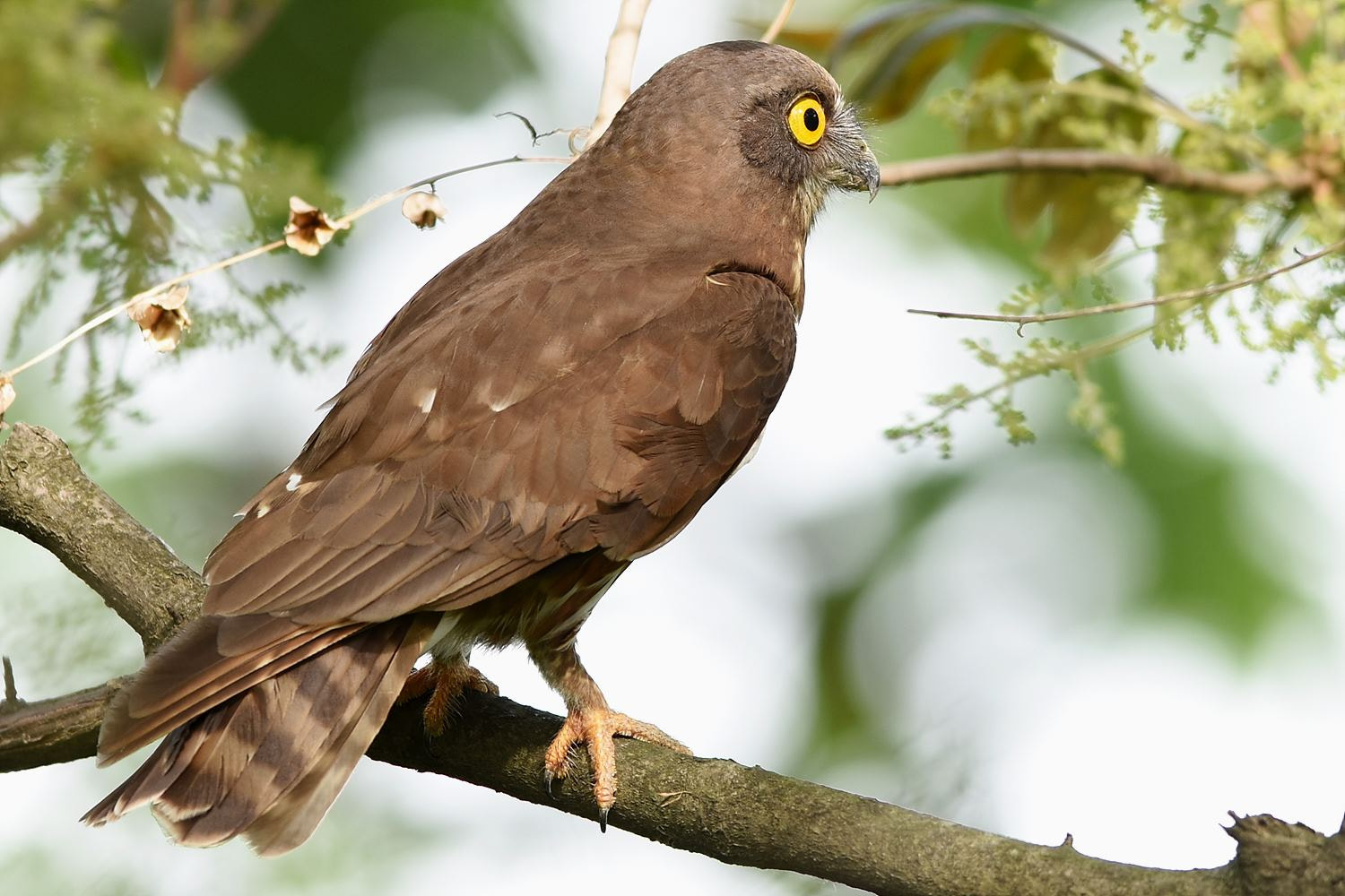 Nikon AF-S Nikkor 400mm F2.8D ED-IF II sample photo. Ninox scutulata photography